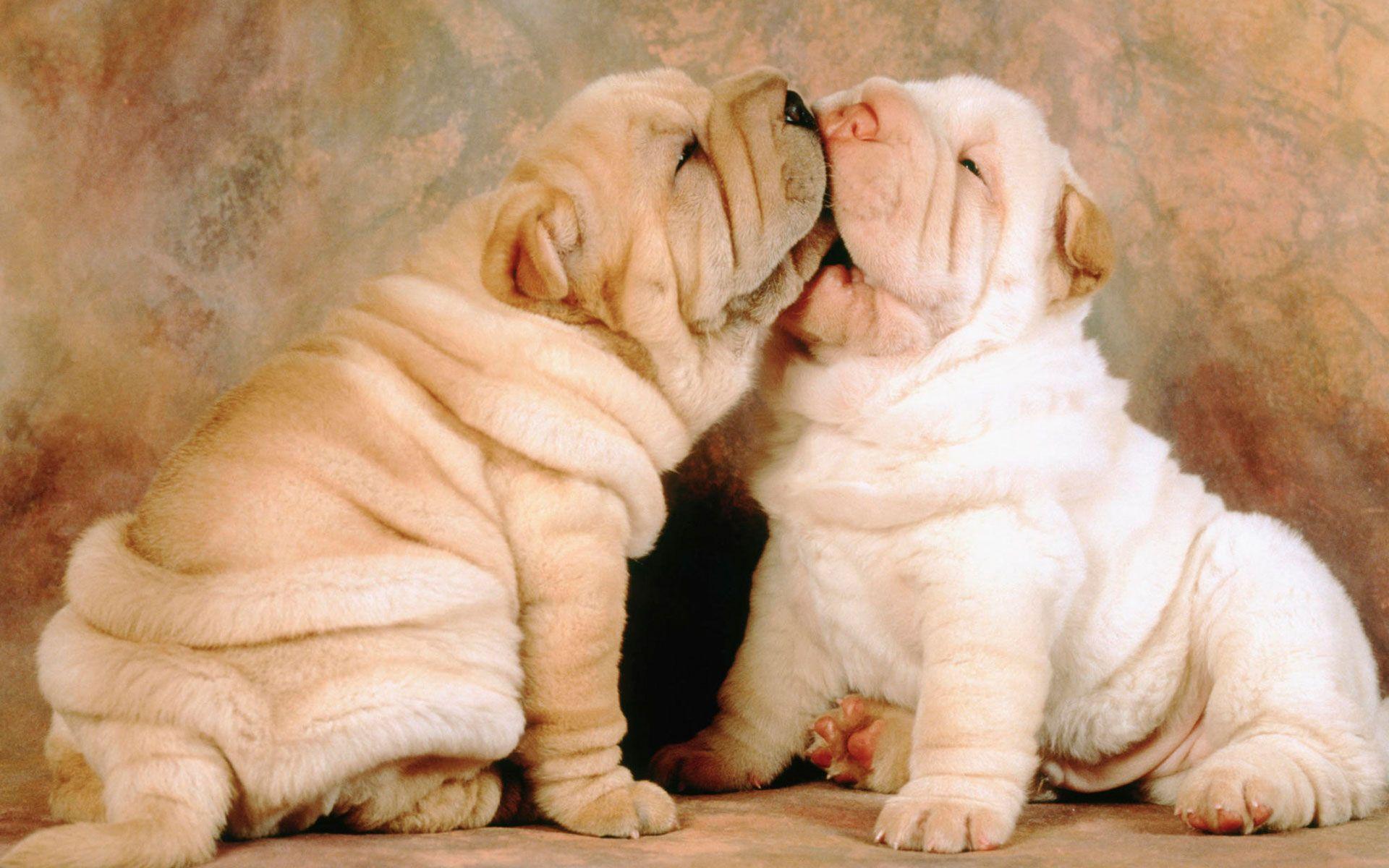 Cute Shar Pei dogs photo and wallpaper. Beautiful Cute Shar Pei dogs