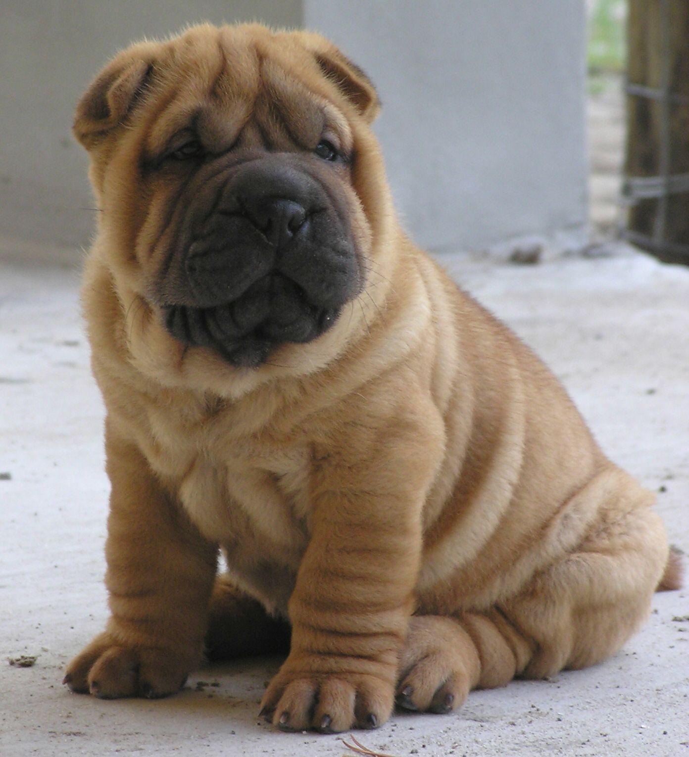 Nice Shar Pei dog photo and wallpaper. Beautiful Nice Shar Pei dog