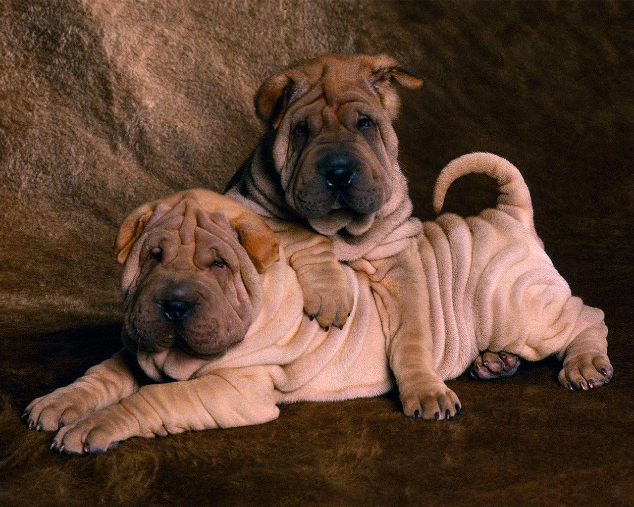 Shar pei puppies- Chinese shar pei puppies
