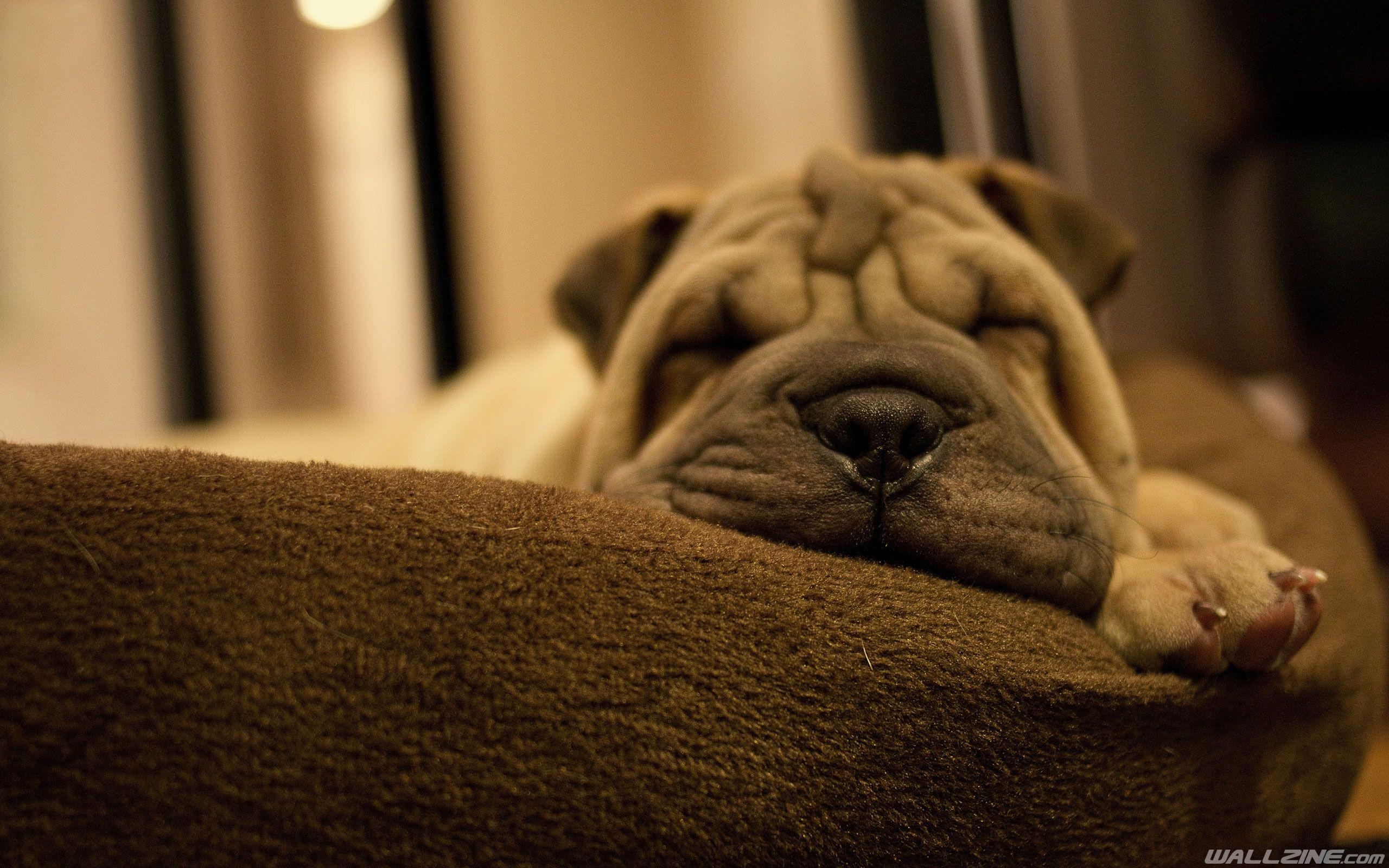 Shar Pei Puppy Sleep Wallpaper. HD Desktop Wallpaper