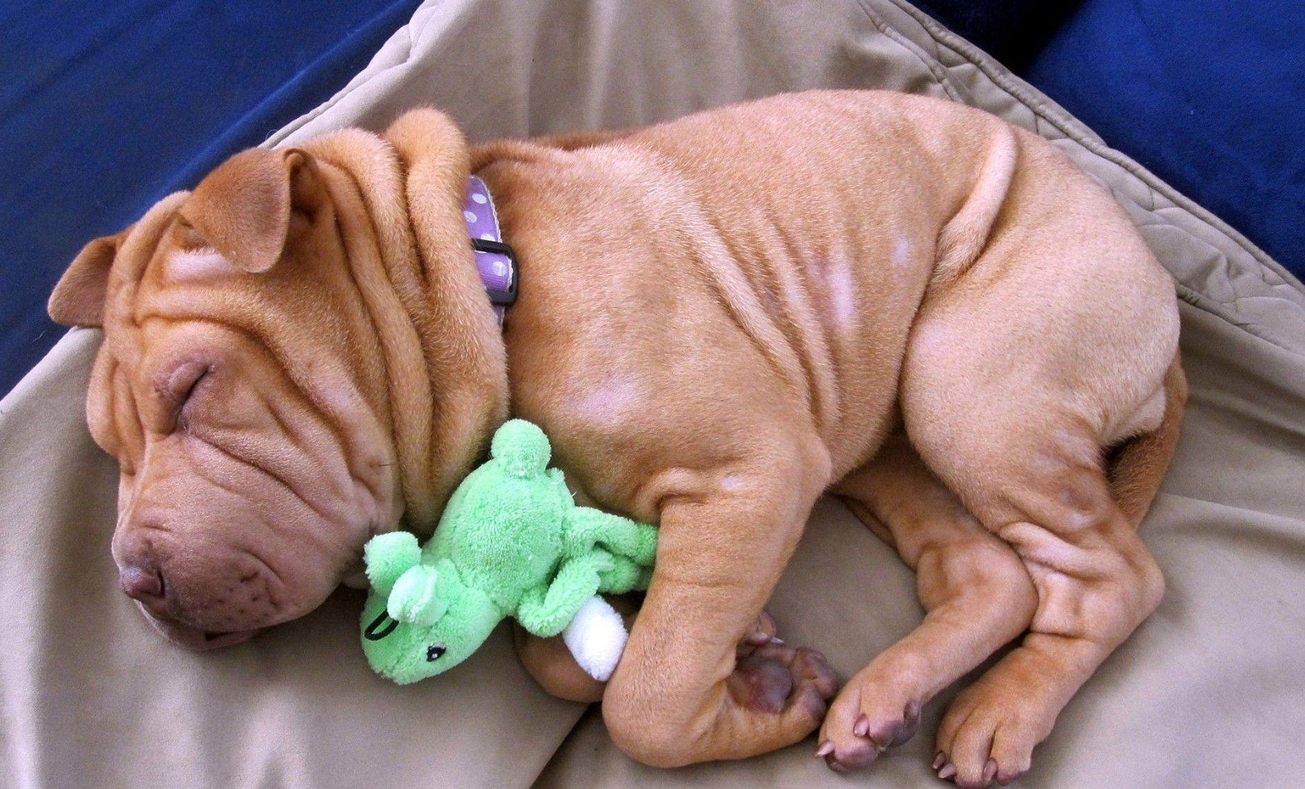 Shar Pei Puppies 3