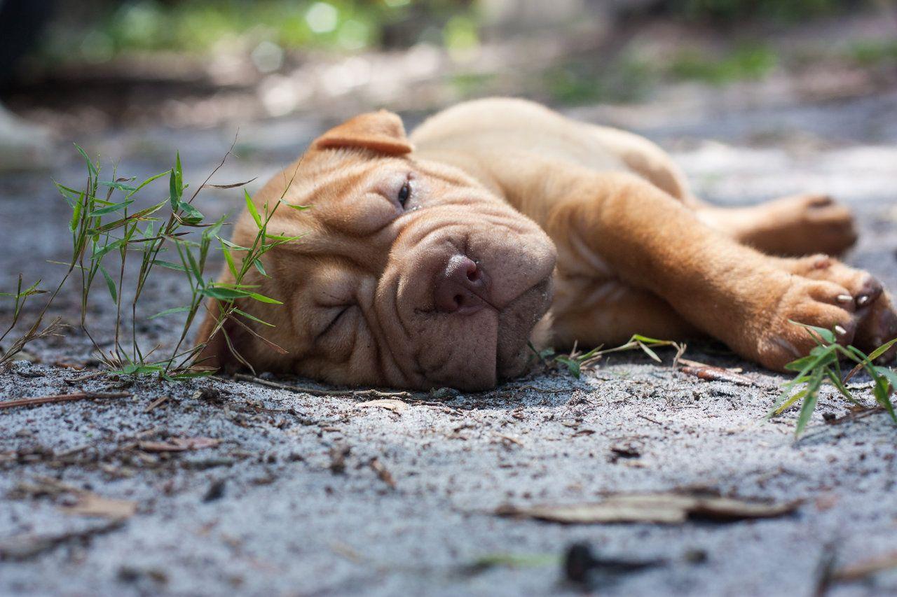 Resting Shar Pei puppy photo and wallpaper. Beautiful Resting Shar
