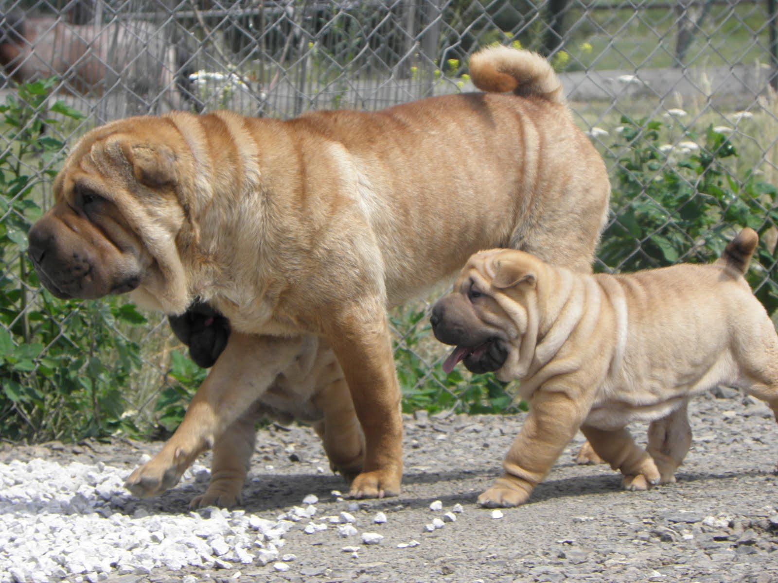 Walking Shar Pei dog and his baby photo and wallpaper. Beautiful
