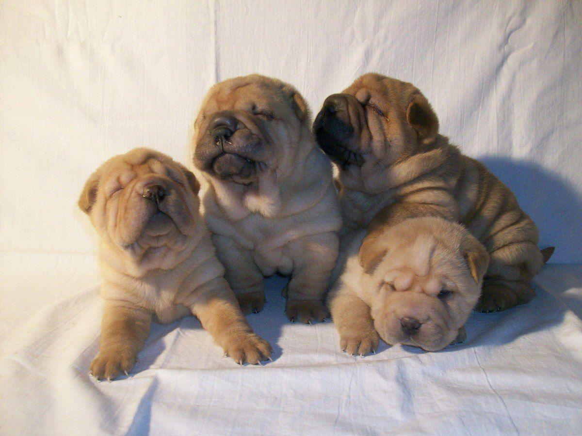 Sitting Shar Pei puppies photo and wallpaper. Beautiful Sitting Shar