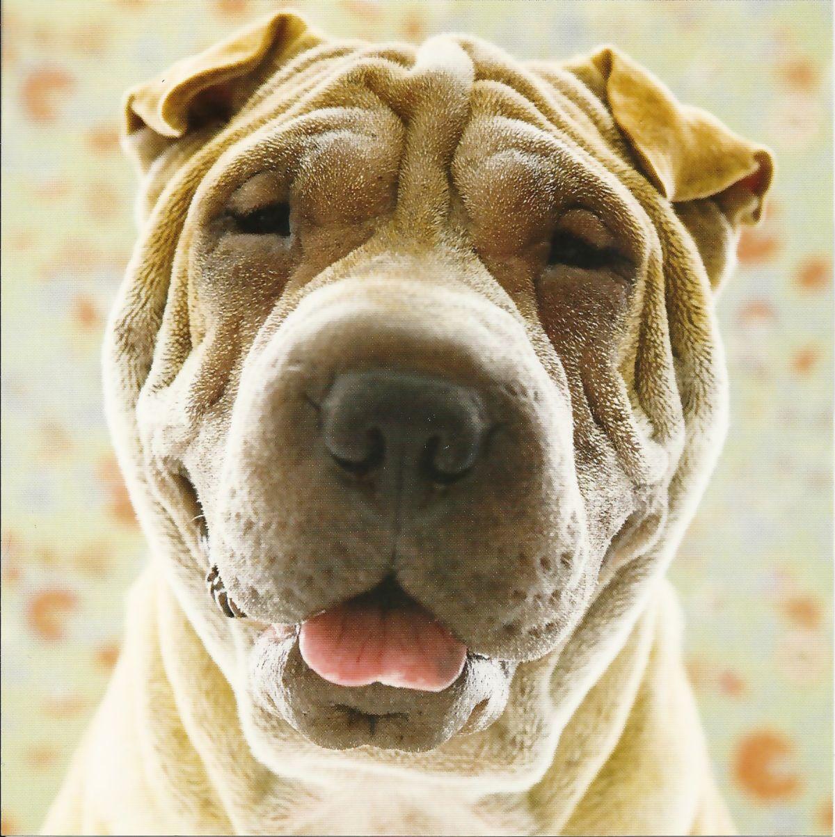 Shar Pei dog face photo and wallpaper. Beautiful Shar Pei dog face