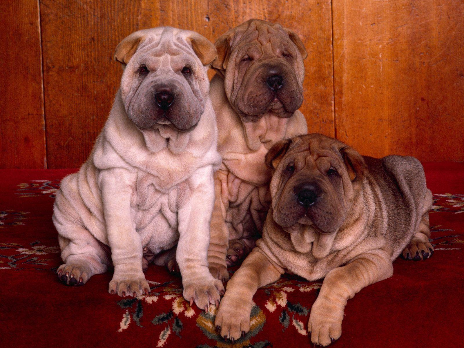 The Chinese Shar-Pei Wallpapers - Wallpaper Cave