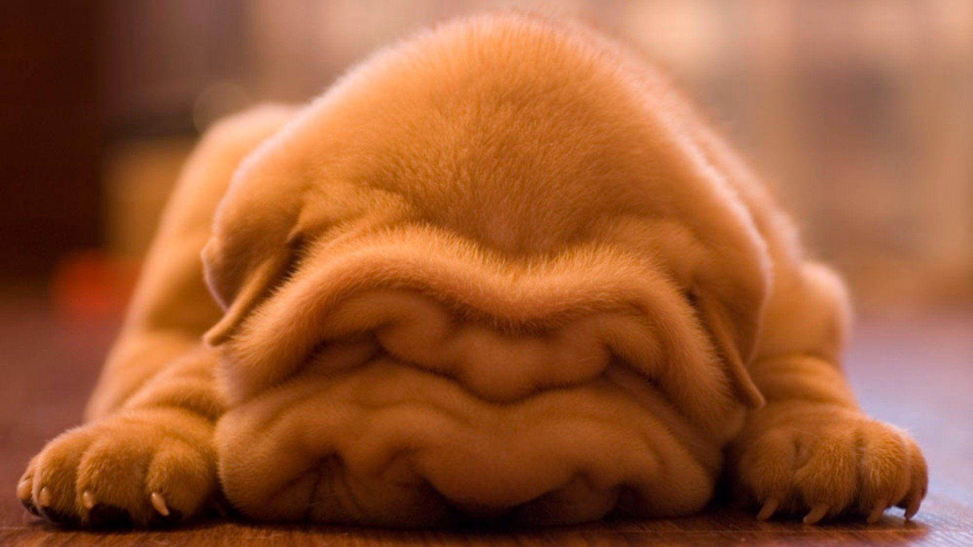 Shar Pei HD Wallpaper and Background Image
