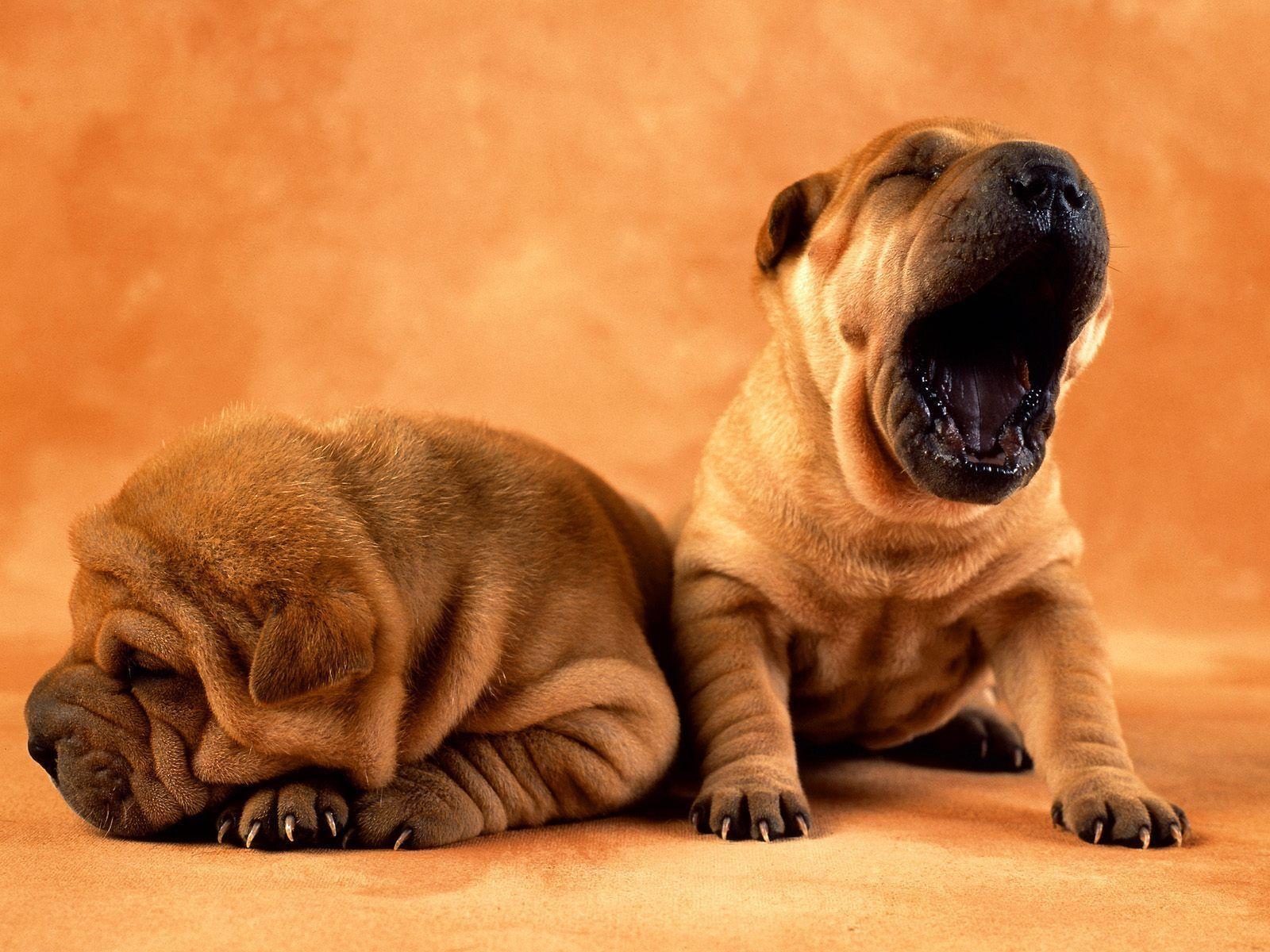 Desktop Wallpaper Shar Pei Puppies #h534800. Animals HD Image