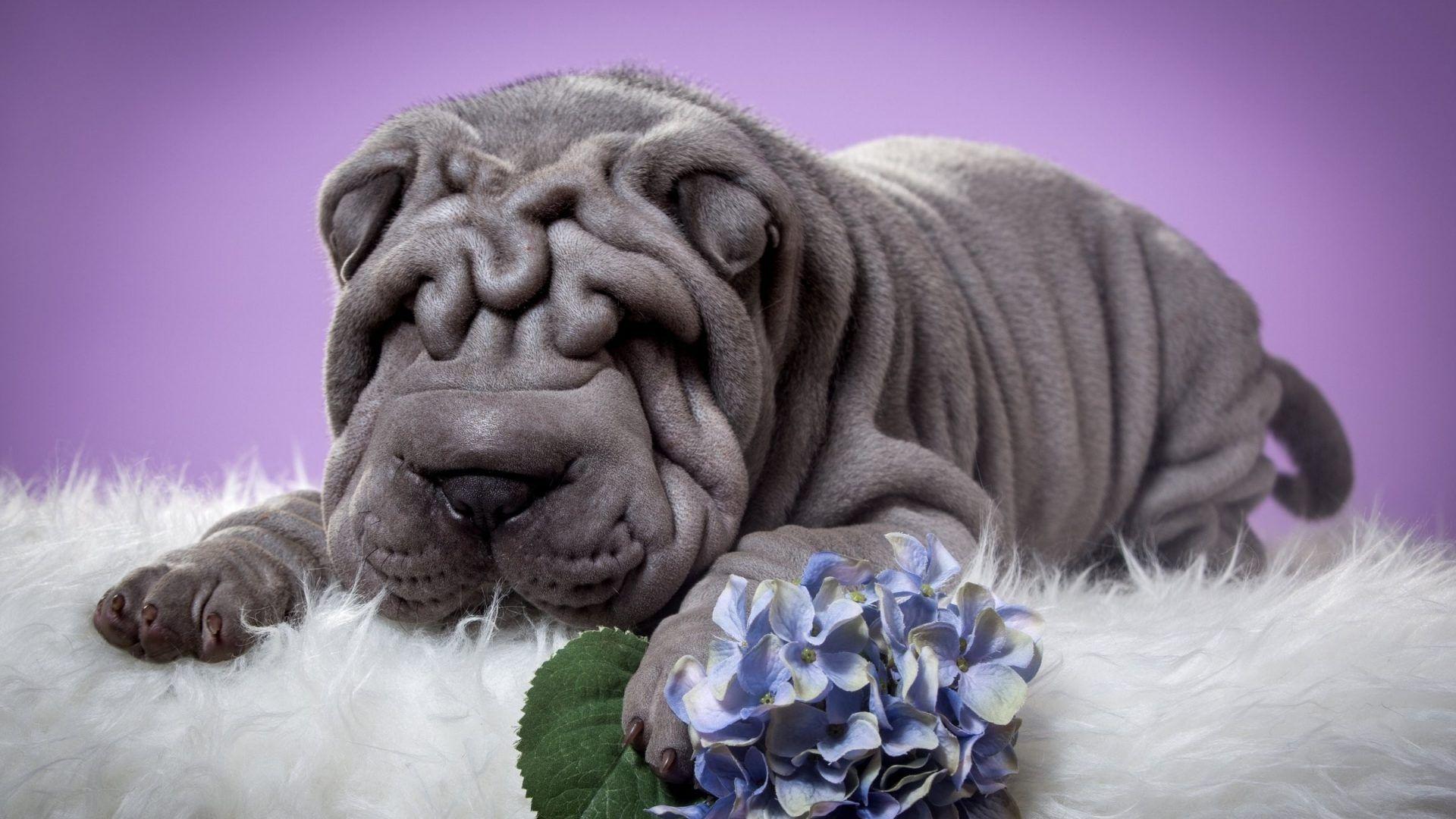 Sharpei Tag wallpaper: Dog Cute Sharpei Animal Image Corgi. Animal