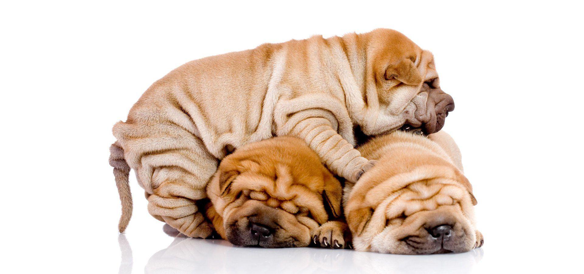 Chinese Shar Pei Dog Insurance2. Shar Pei. Shar Pei