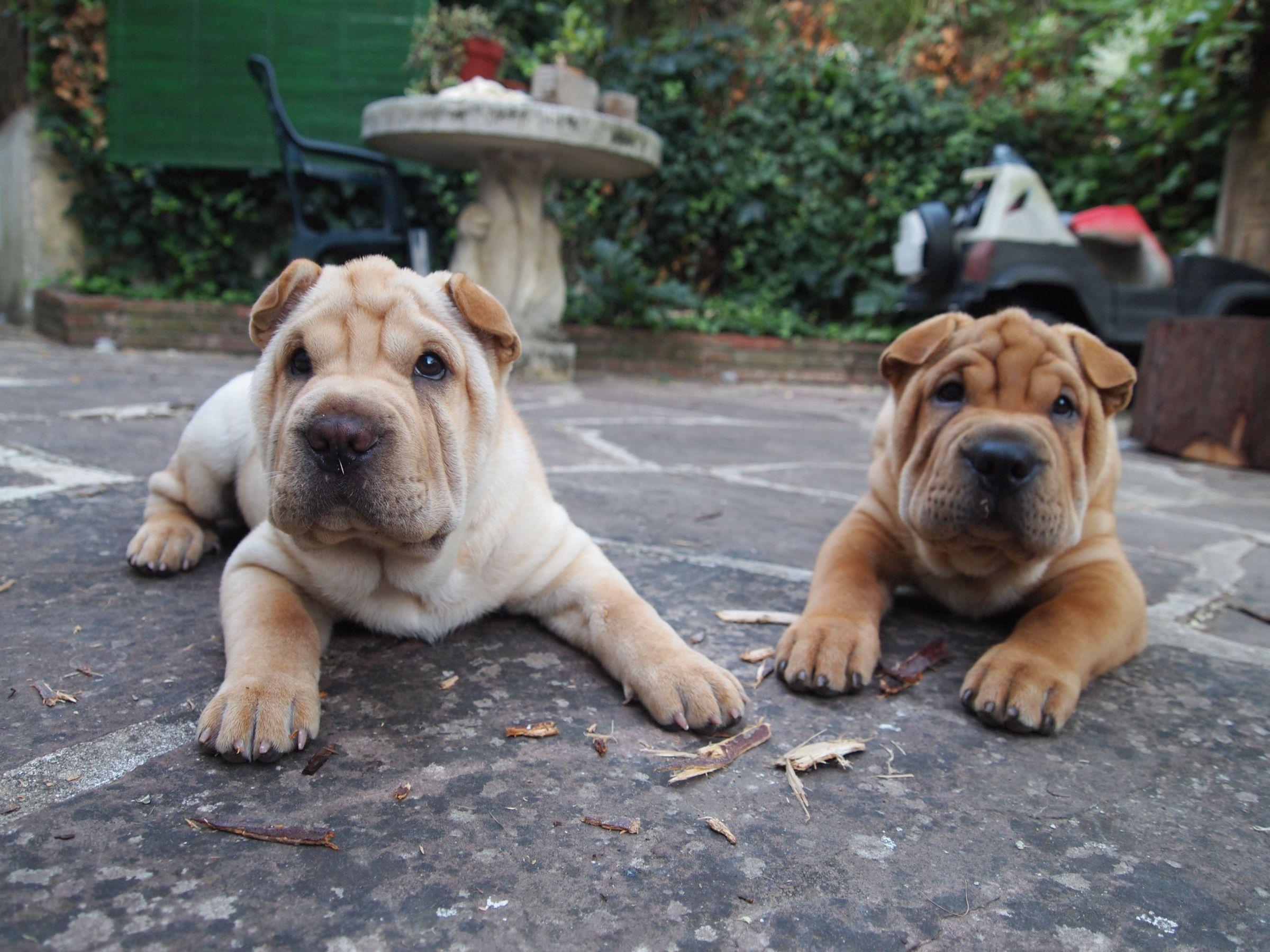 Chinese Shar Pei Dogs Lying at Backyard Patio