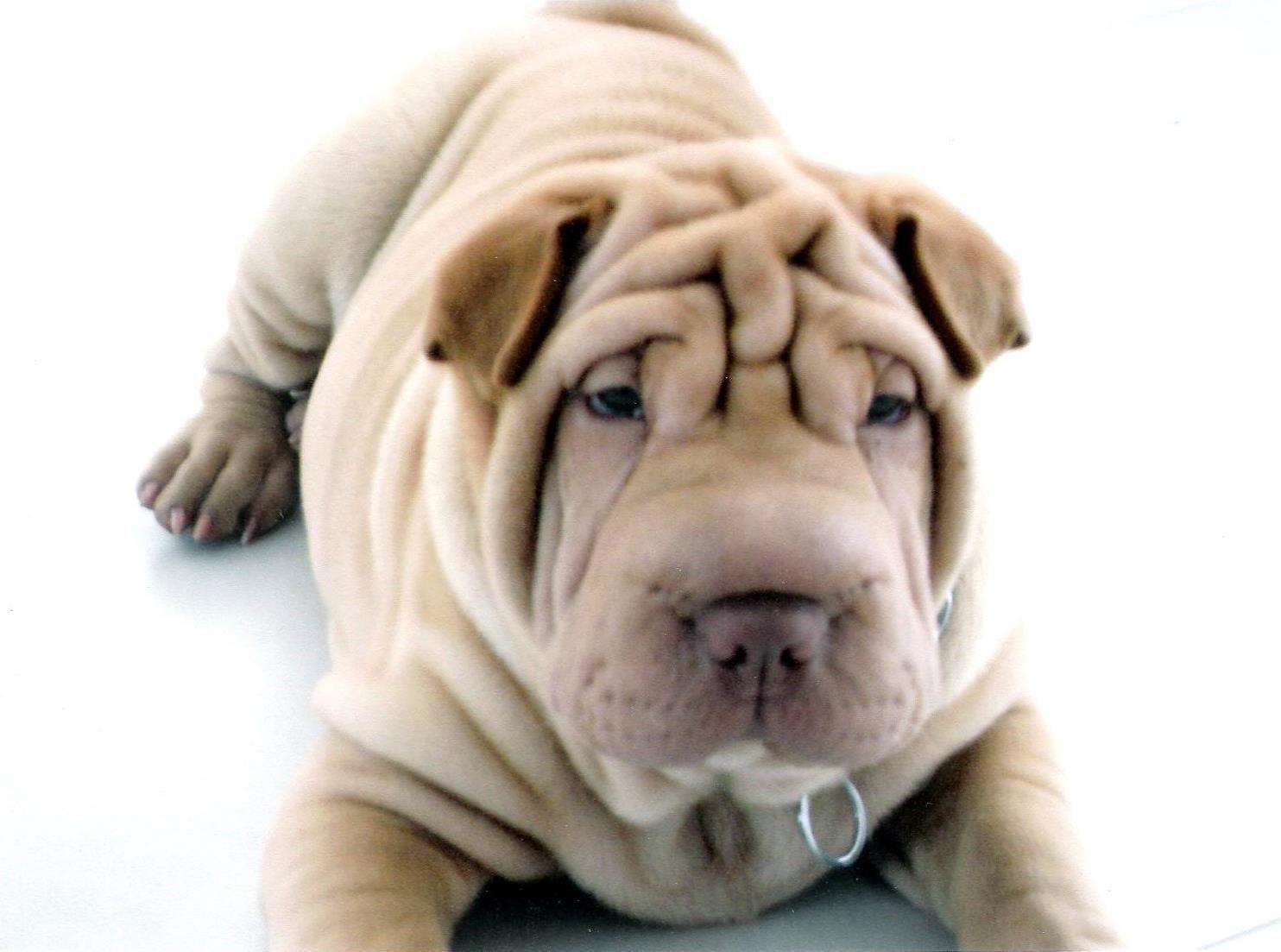 El Shar Pei es una raza china de perros de la que existen noticias