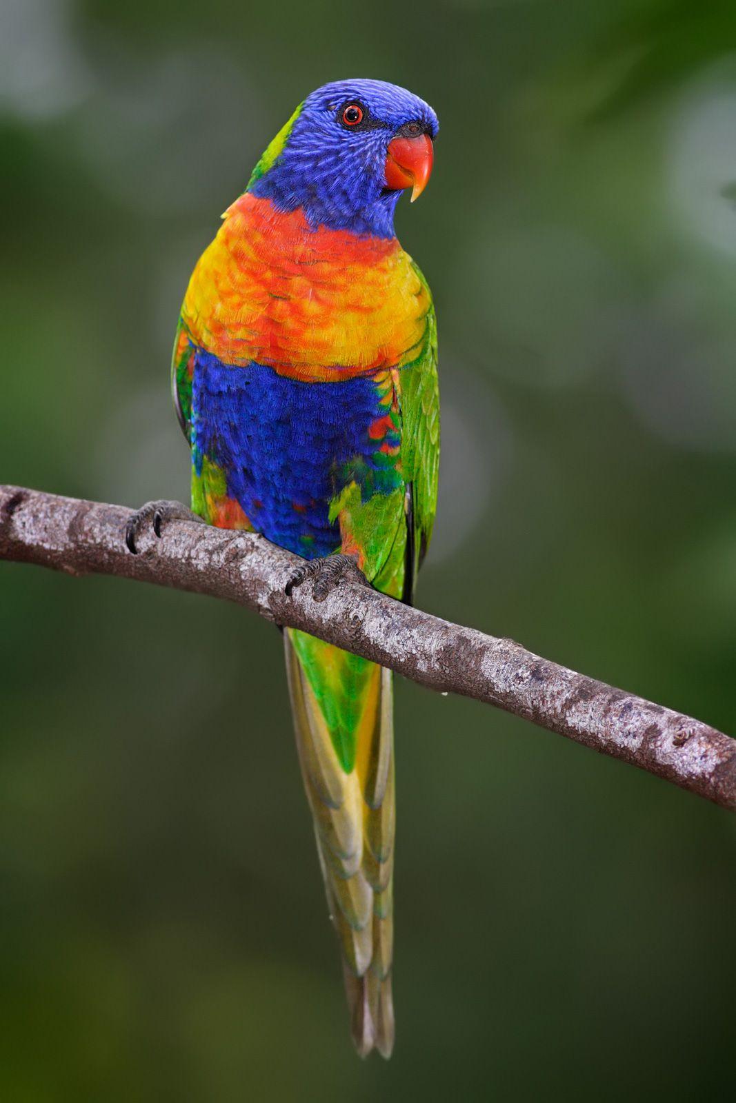 Rainbow Lorikeet Wallpapers Wallpaper Cave