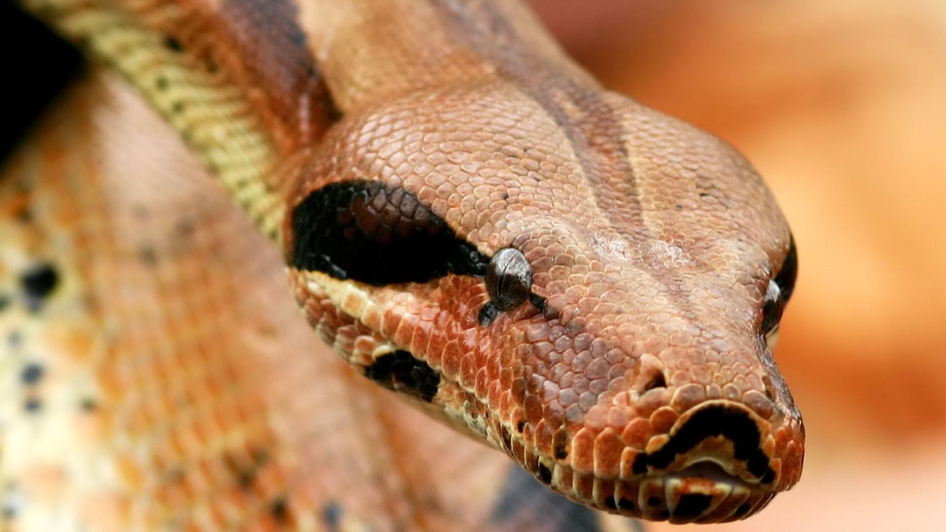 white boa constrictor in a black background