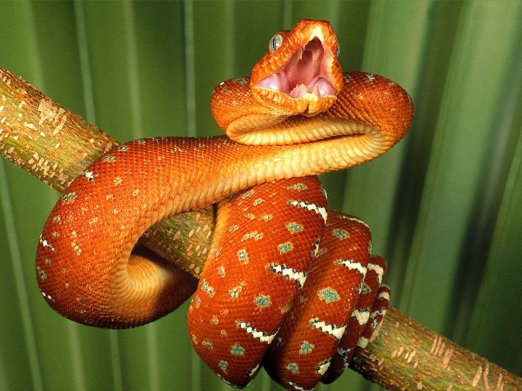 Boa constrictor on a stick wallpaper and image