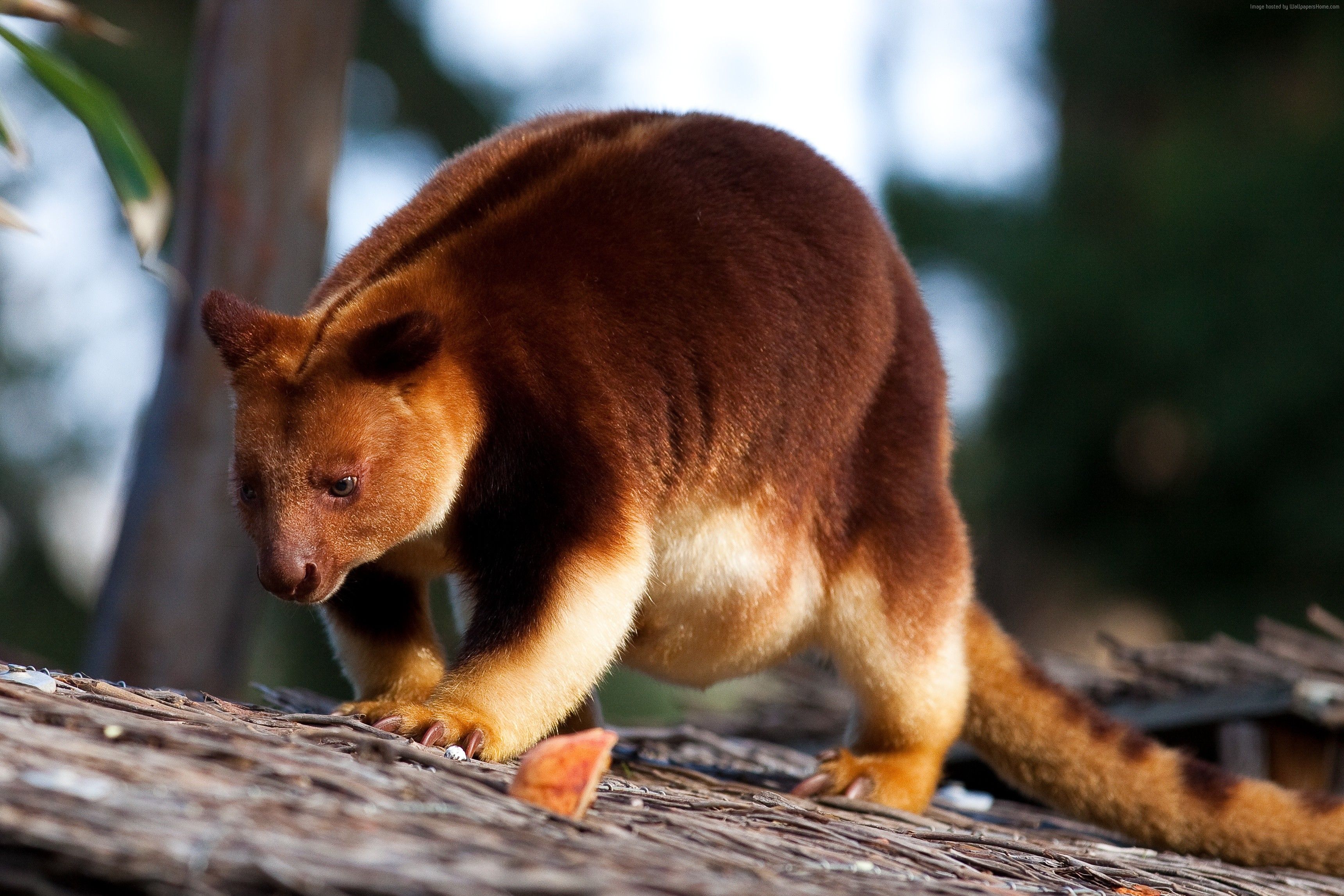 Tree kangaroo Wallpapers Wallpaper Cave Tree kangaroo Wallpapers Wallpaper Cave