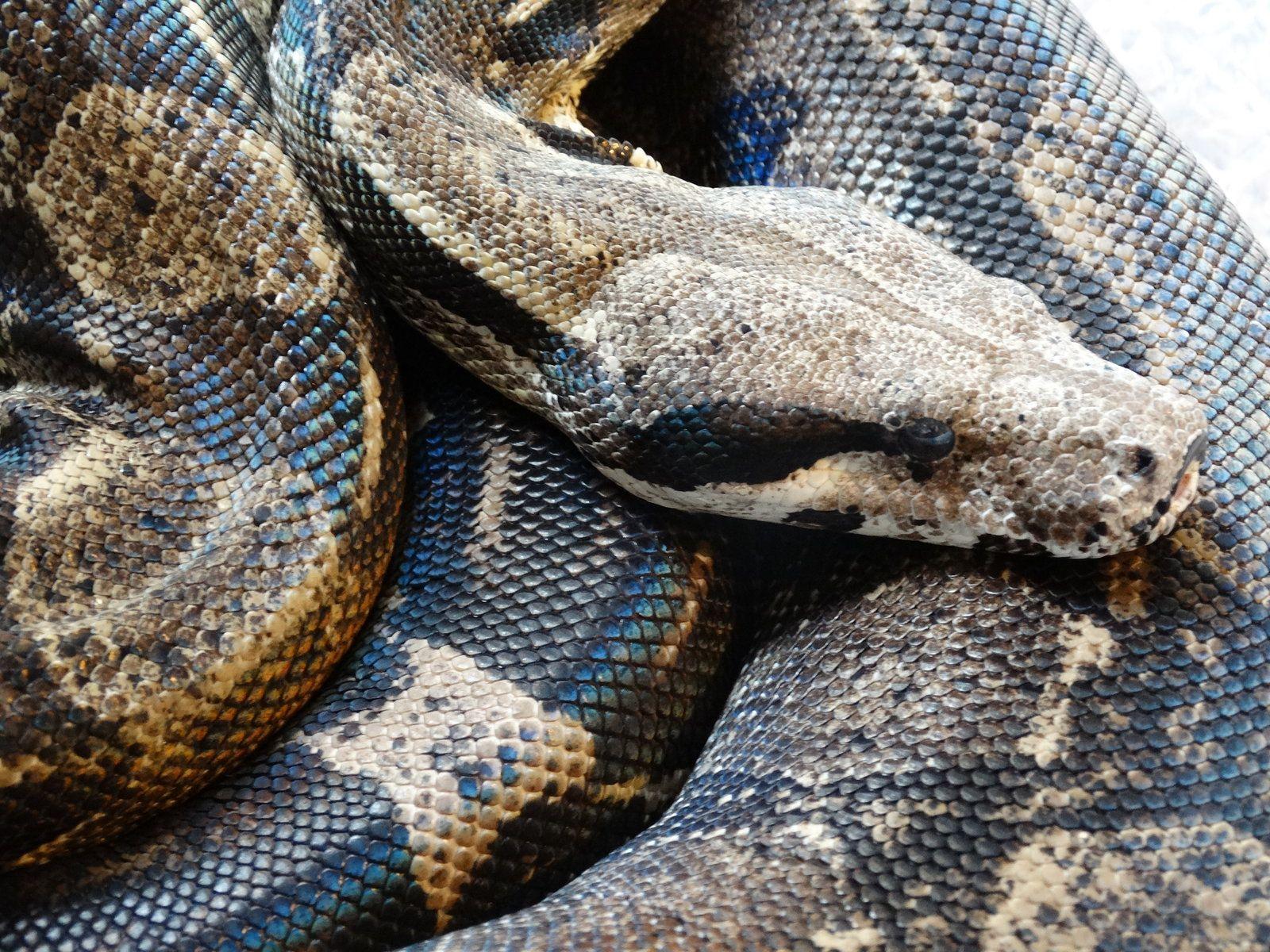 StocK: Anery Boa Constrictor (close up)