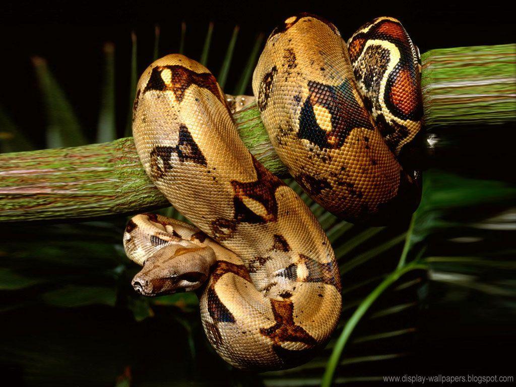 Best ideas about Snake Wallpaper Nature ×. Boas