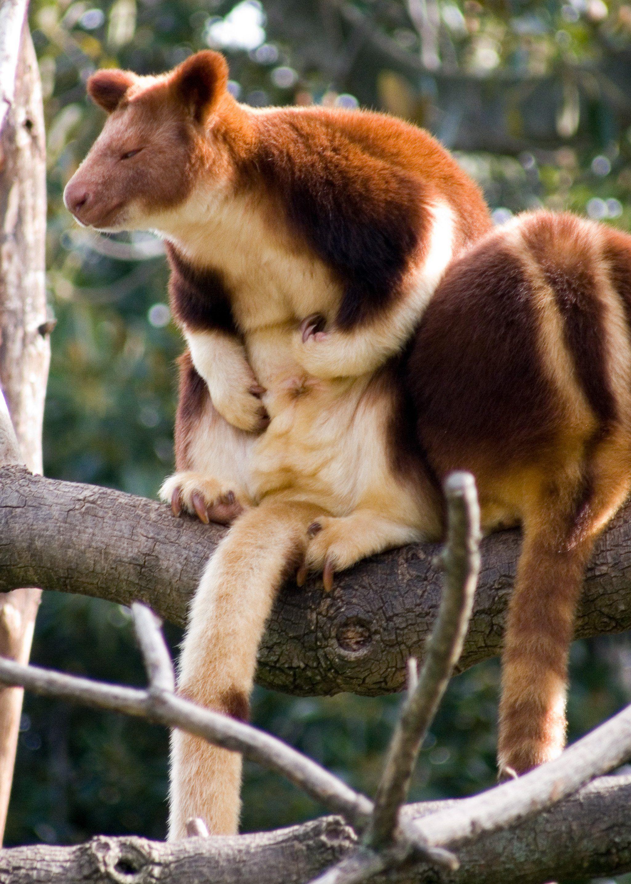 Tree kangaroo Wallpapers Wallpaper Cave
