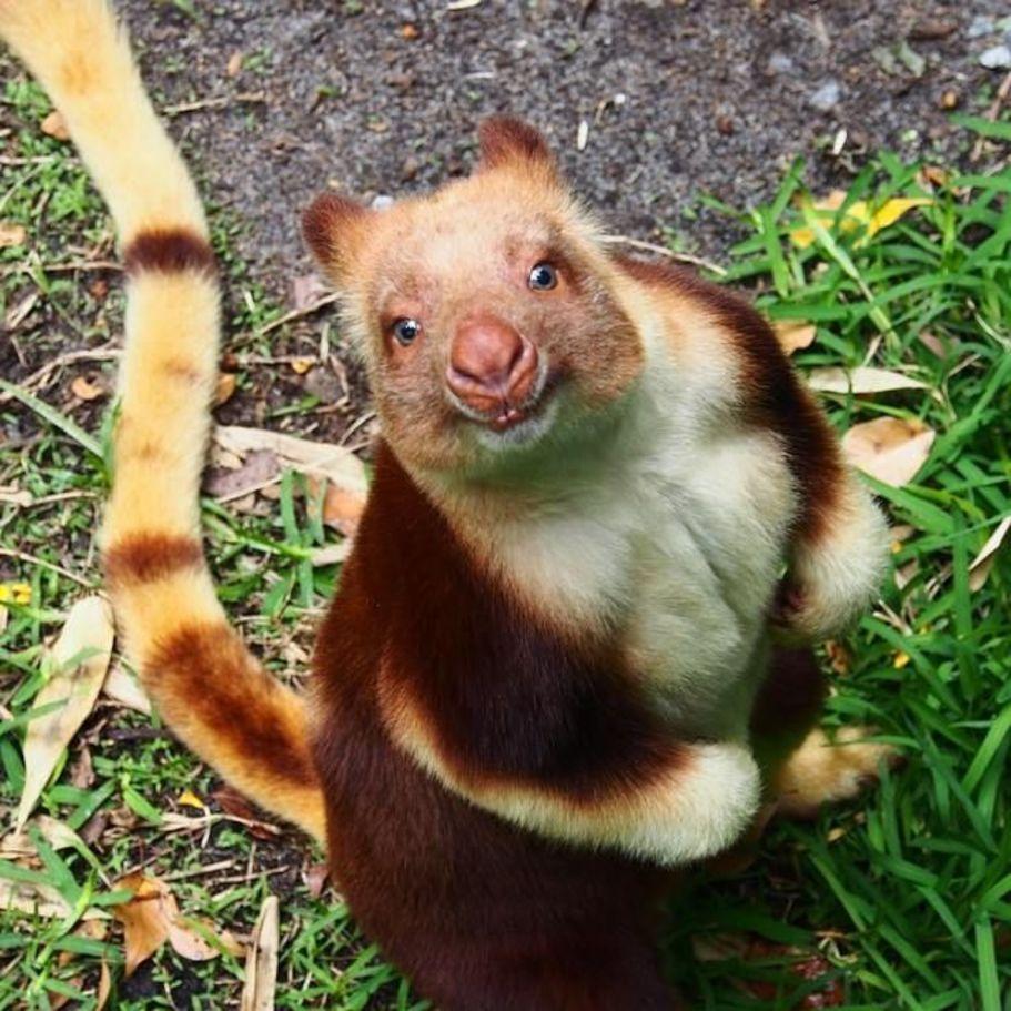 Tree kangaroo Wallpapers Wallpaper Cave