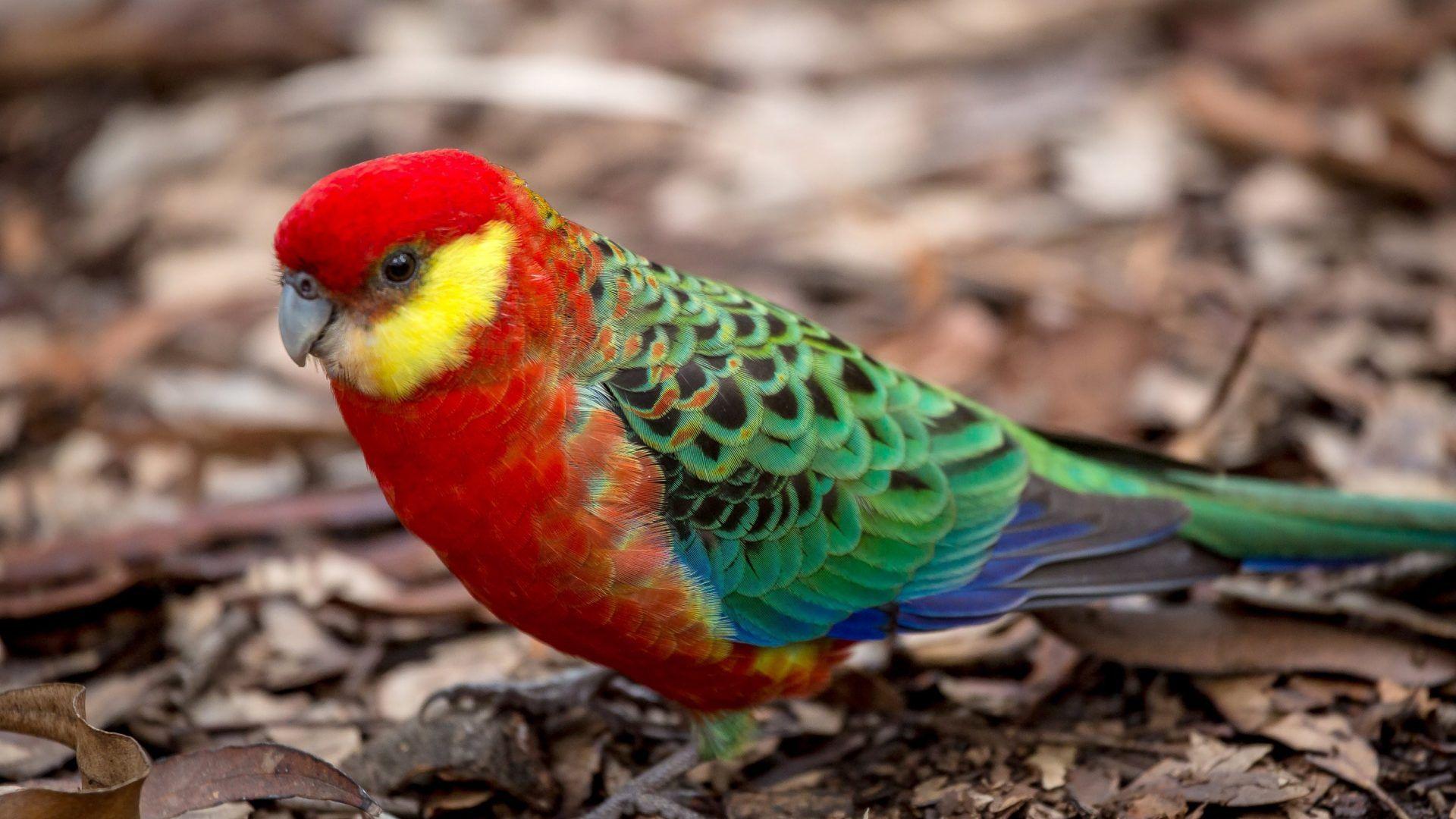 Rainbow Tag wallpaper: Birds Lorikeet Animals Rainbow Parrot Cute