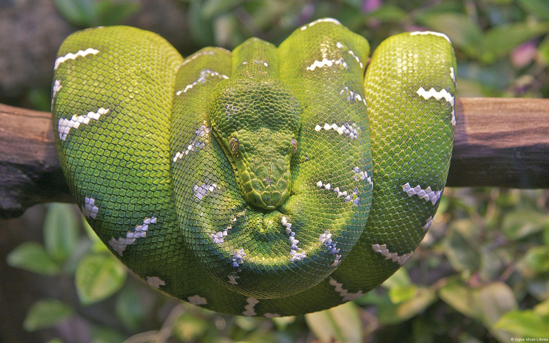 Emerald Tree Boa Snake Wallpaper