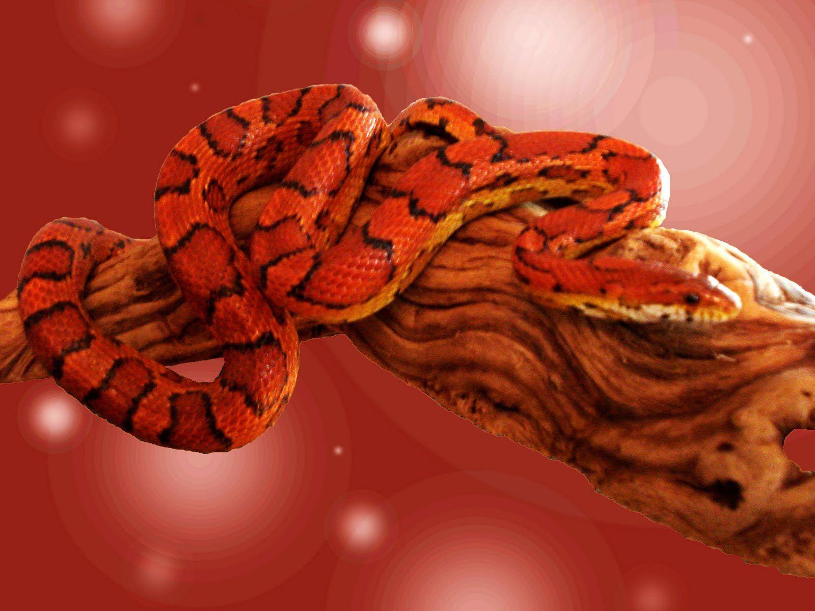 Exotic Snake HD Wallpaper