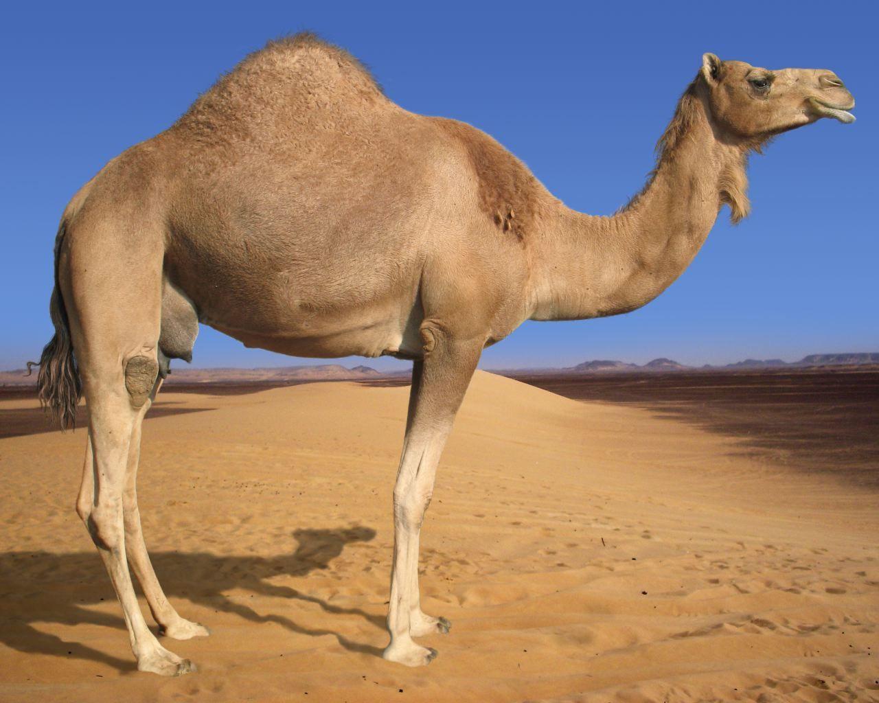 Arabian Camel Eritrea National Animal. Full Desktop Background