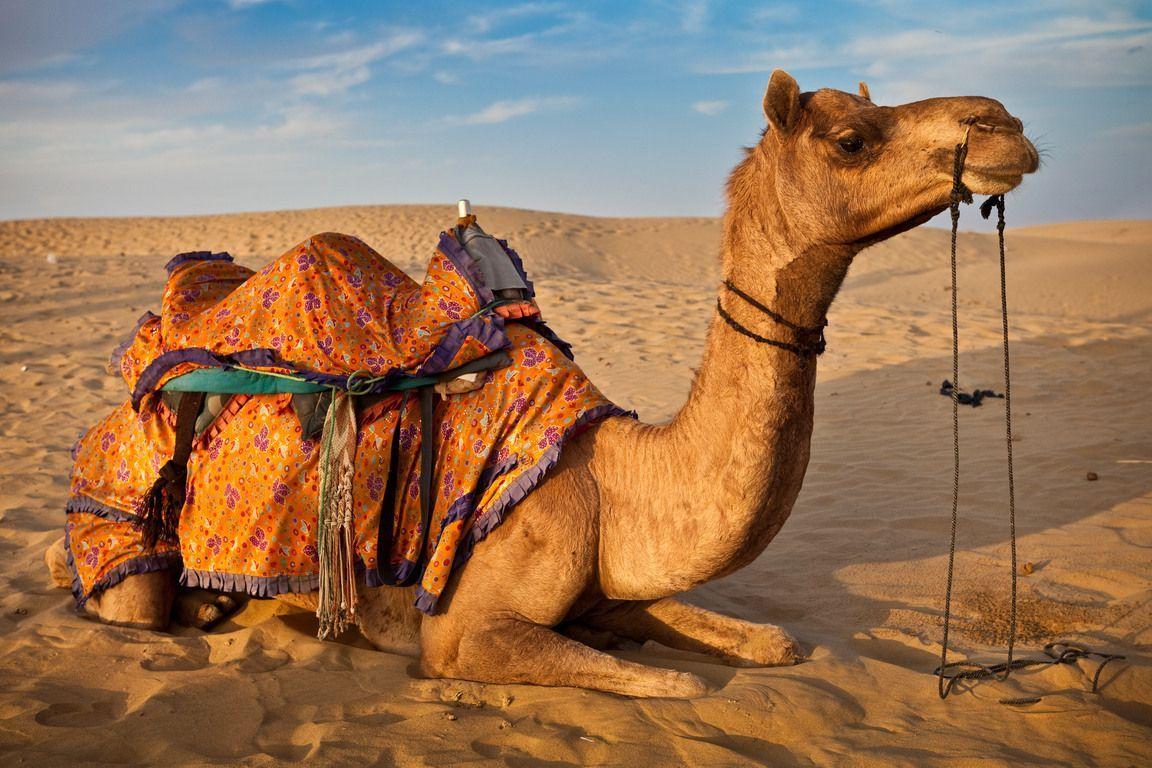 Arabian Camel Eritrea National Animal. Bactrians & Dromedaries