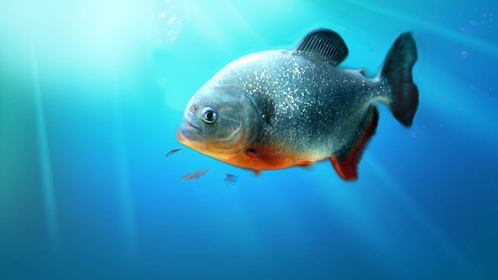 Piranha Background Images, HD Pictures and Wallpaper For Free Download |  Pngtree