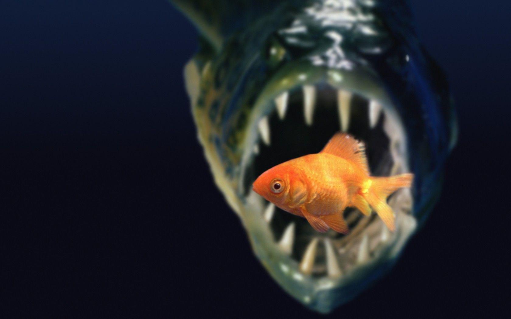 HD Piranha Wallpaper and Photo. View HD Quality Wallpaper