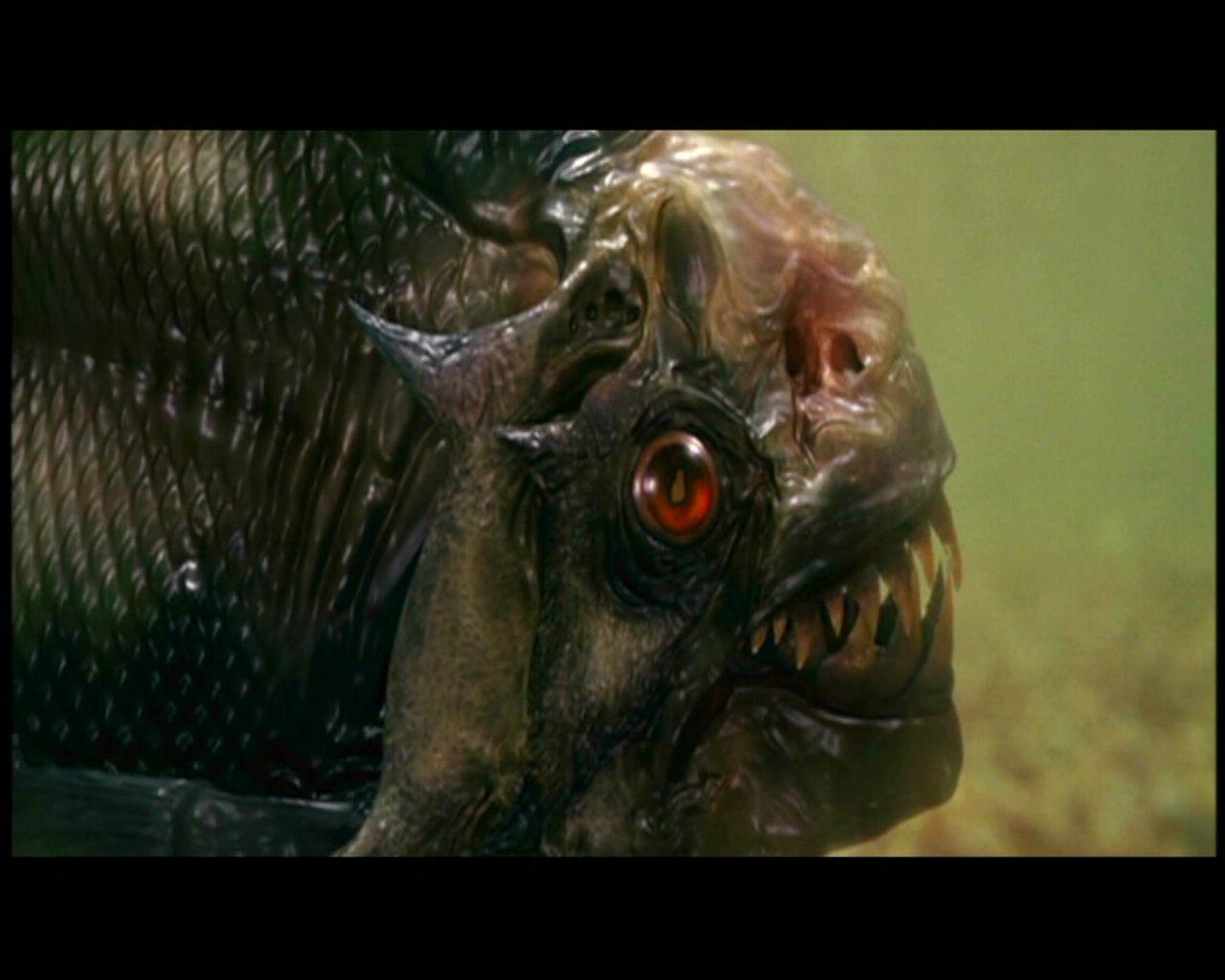 HD Piranha Wallpaper and Photo. View HD Quality Wallpaper