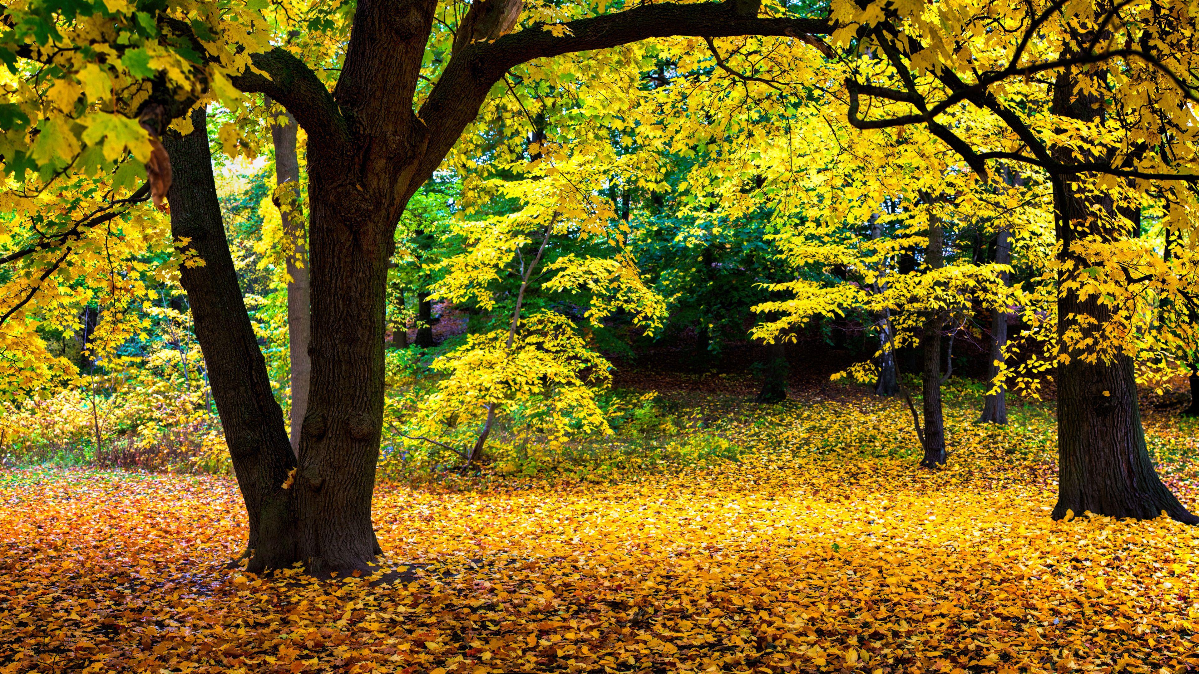 Yellow Autumn Scenery, Brown Leaves on the Ground widescreen