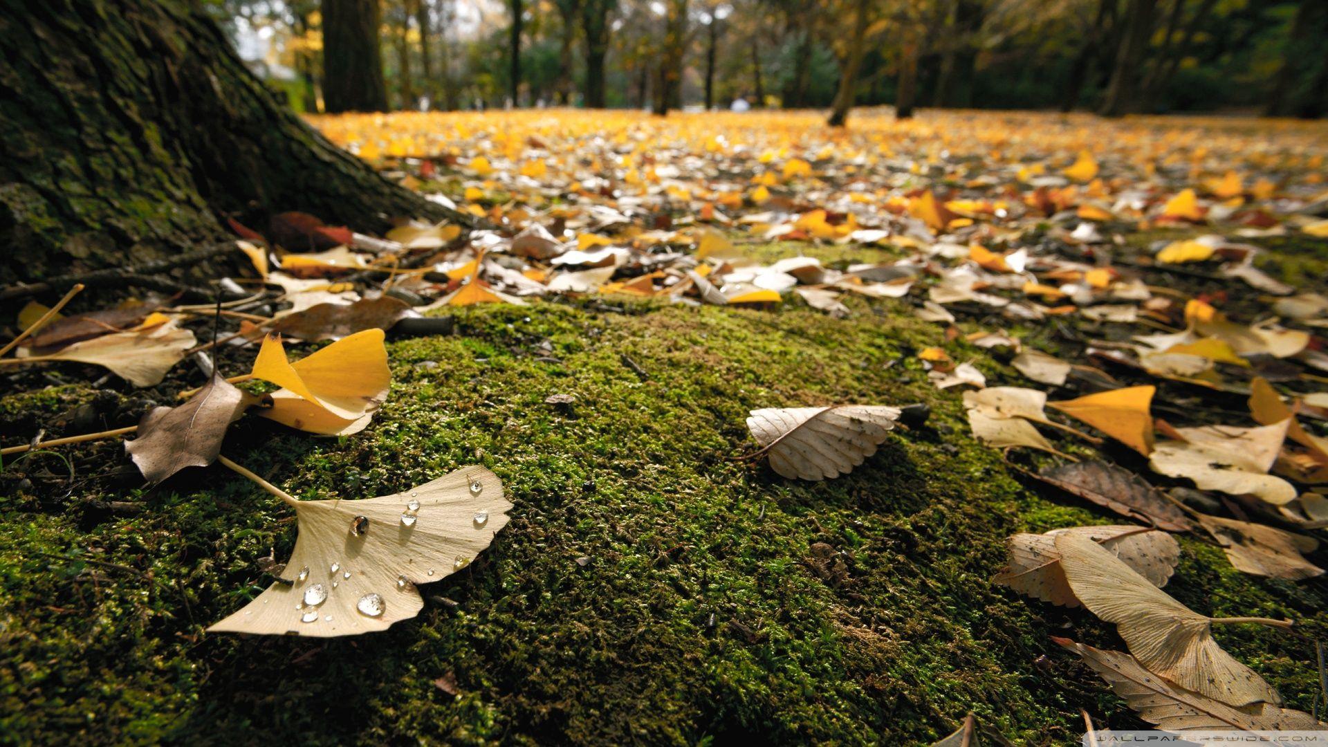 Ginko Leaves On The Ground In Autumn ❤ 4K HD Desktop Wallpaper