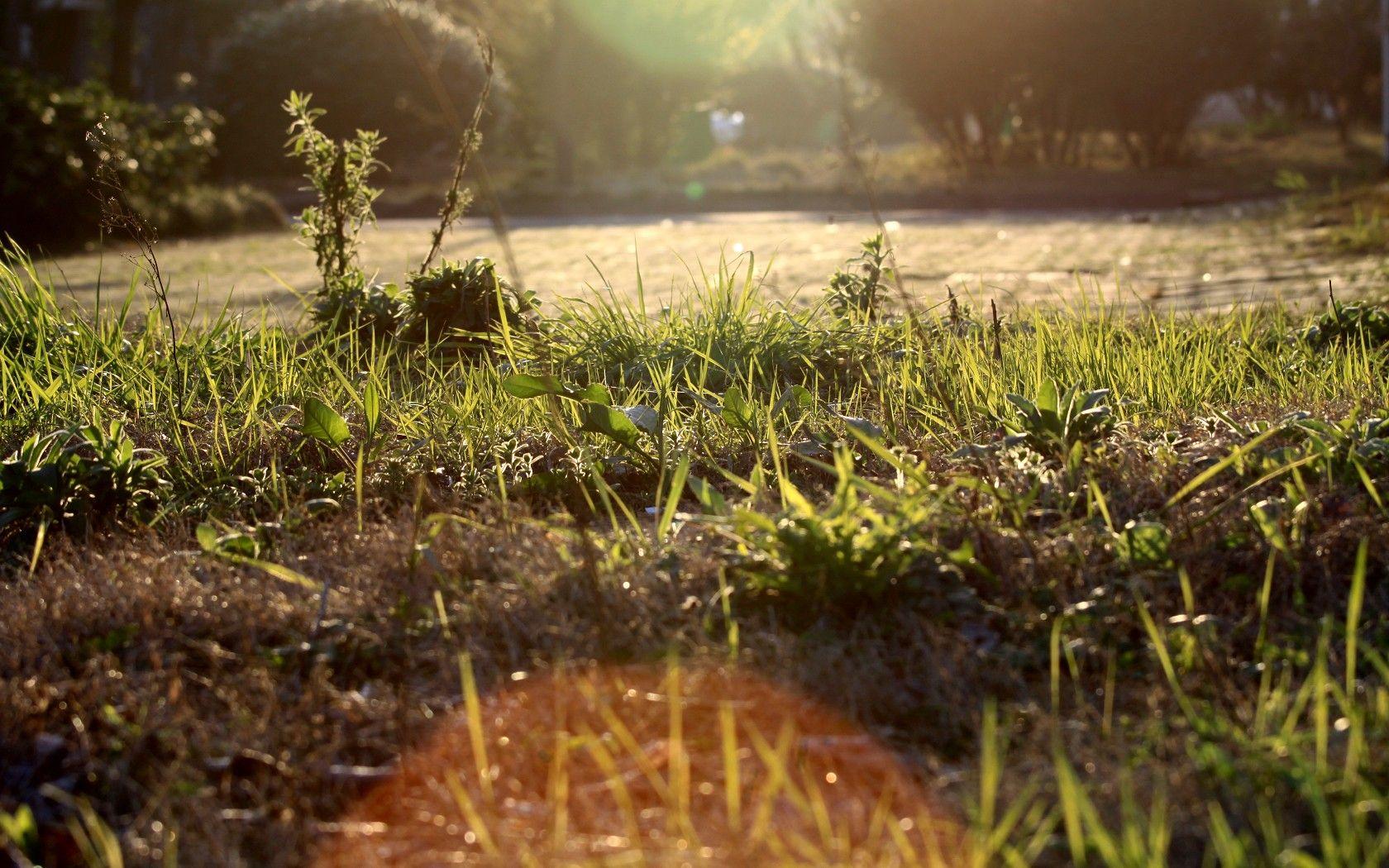 Grass: Sunny Hot Grass Sun Ground Wallpaper iPhone for HD 16:9 High