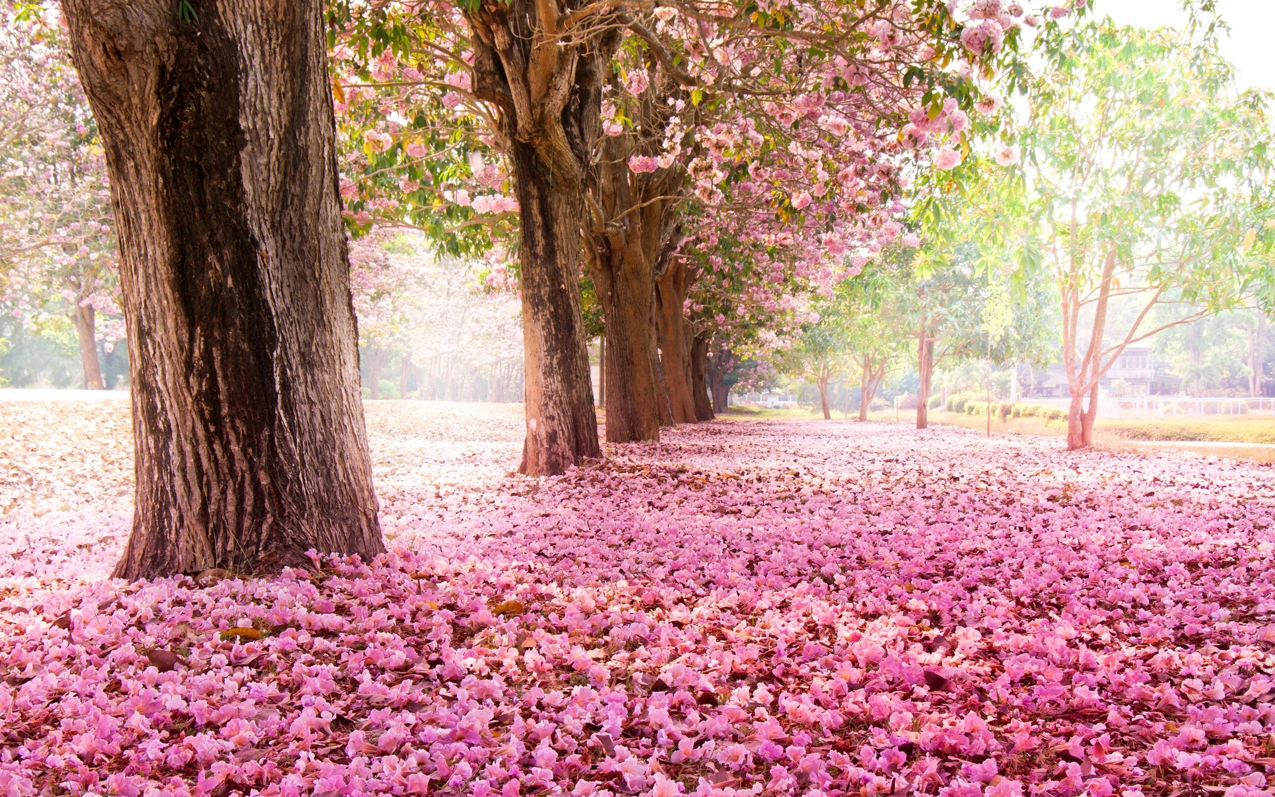 Trees, road, many pink flowers on the ground Wallpaperx1600