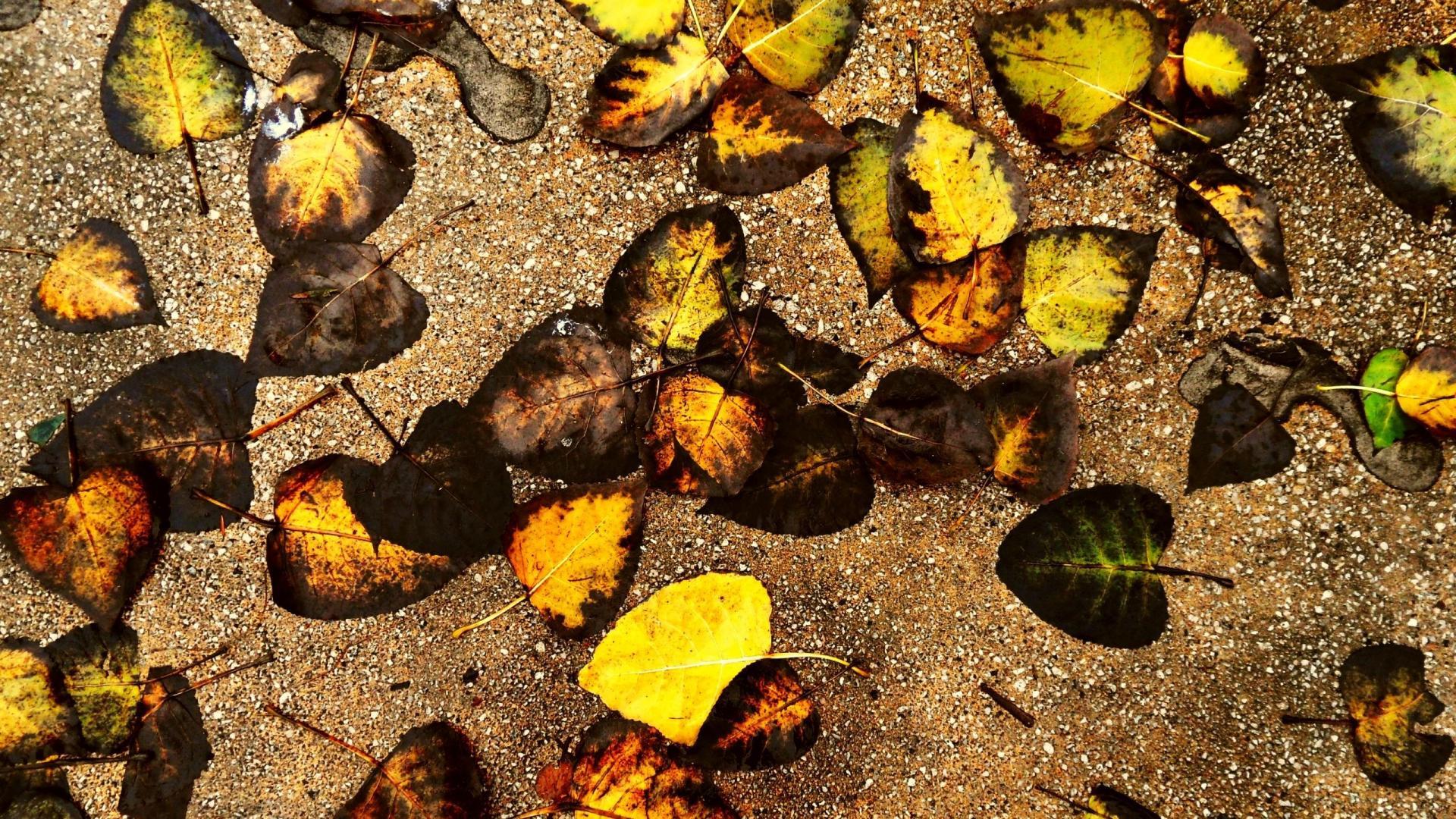 Autumn leaves ground wallpaper