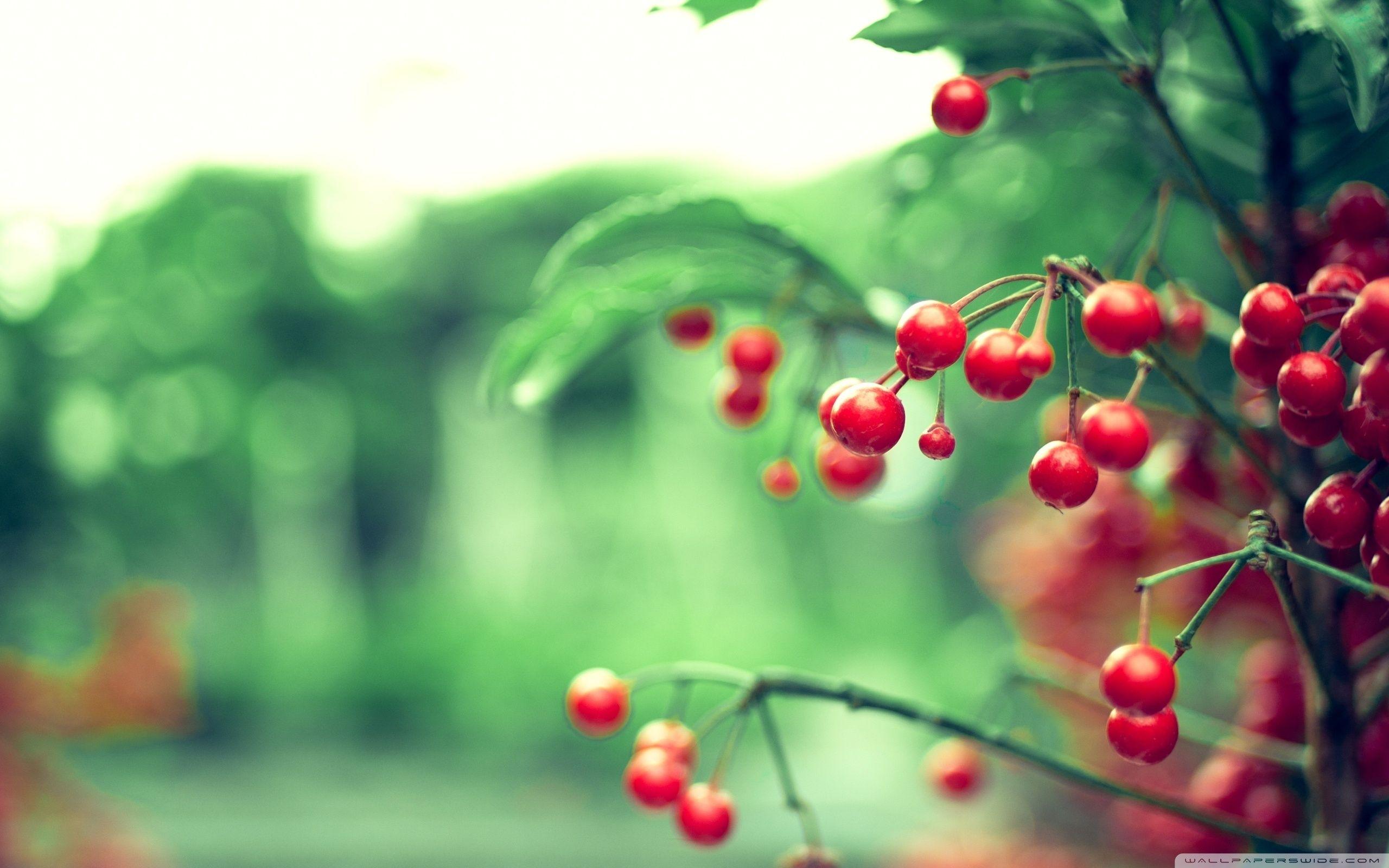 Red Berries ❤ 4K HD Desktop Wallpaper for 4K Ultra HD TV • Dual