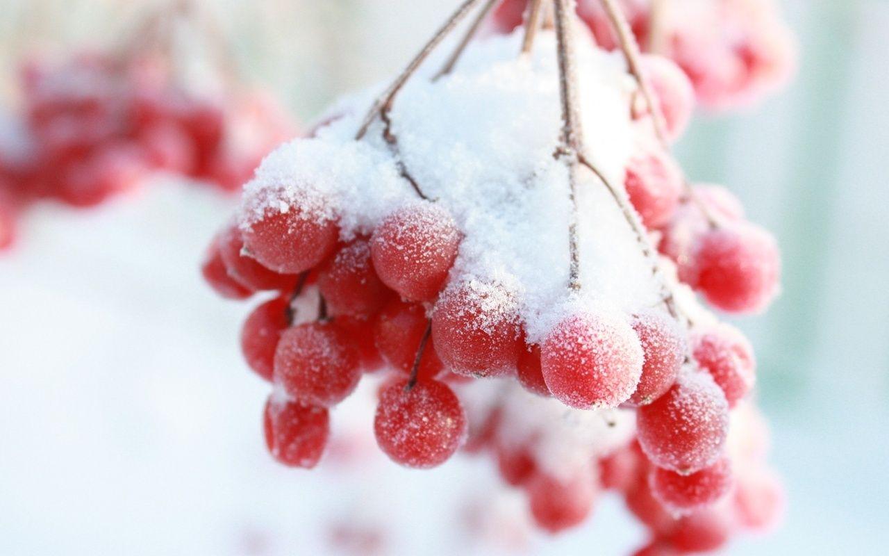 Rowan, Snow Berry, Winter Wallpaper Kingdom. Snow Day