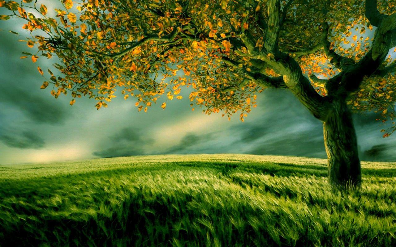 Top Beautiful Nature Wallpaper Image Photo Pics And Picture Free