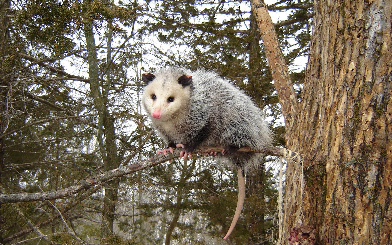 Common opossum wallpapers HD  Download Free backgrounds