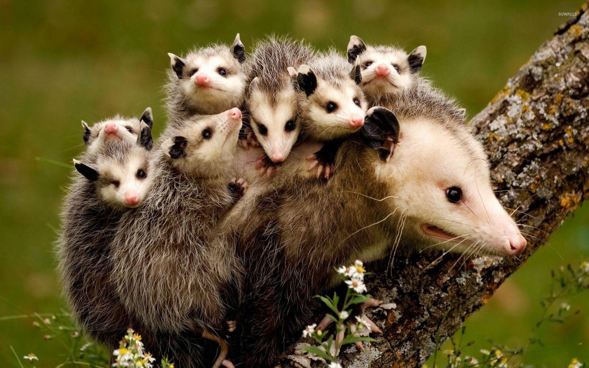 Possum family wallpaper wallpaper