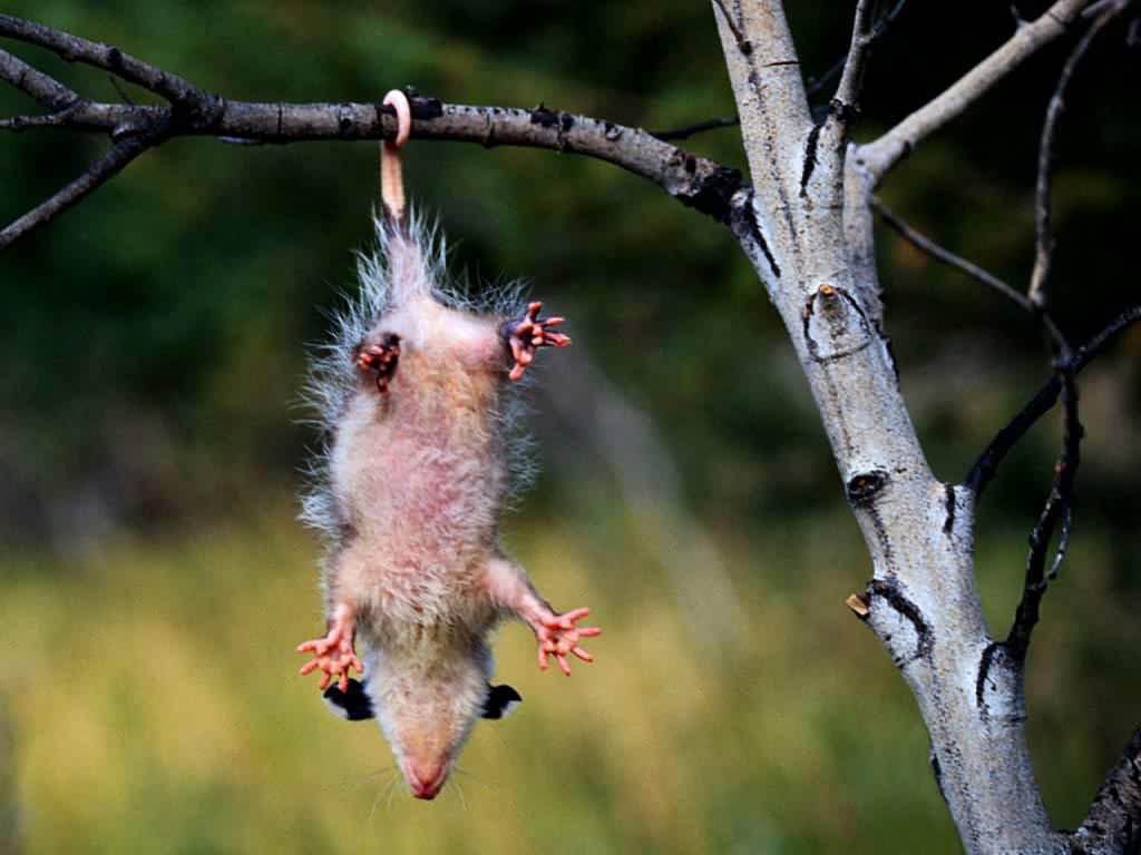 Opossum hanging from tree branch in a field on Craiyon