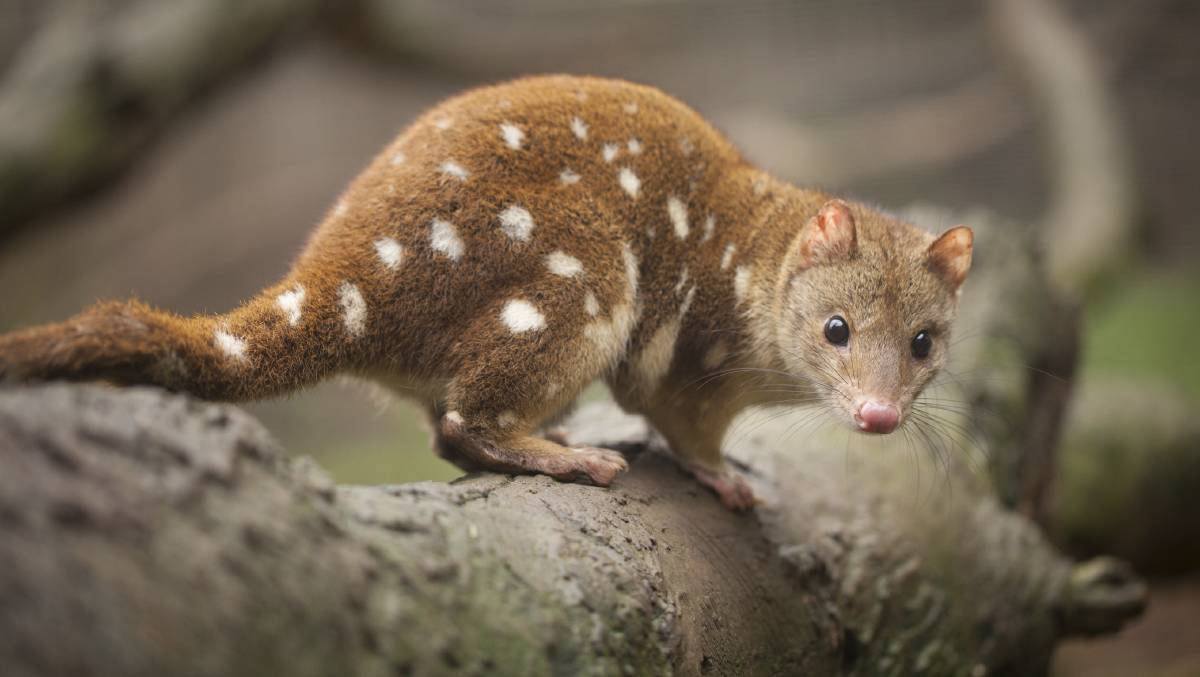 Tiger Quoll Australia Animal Picture