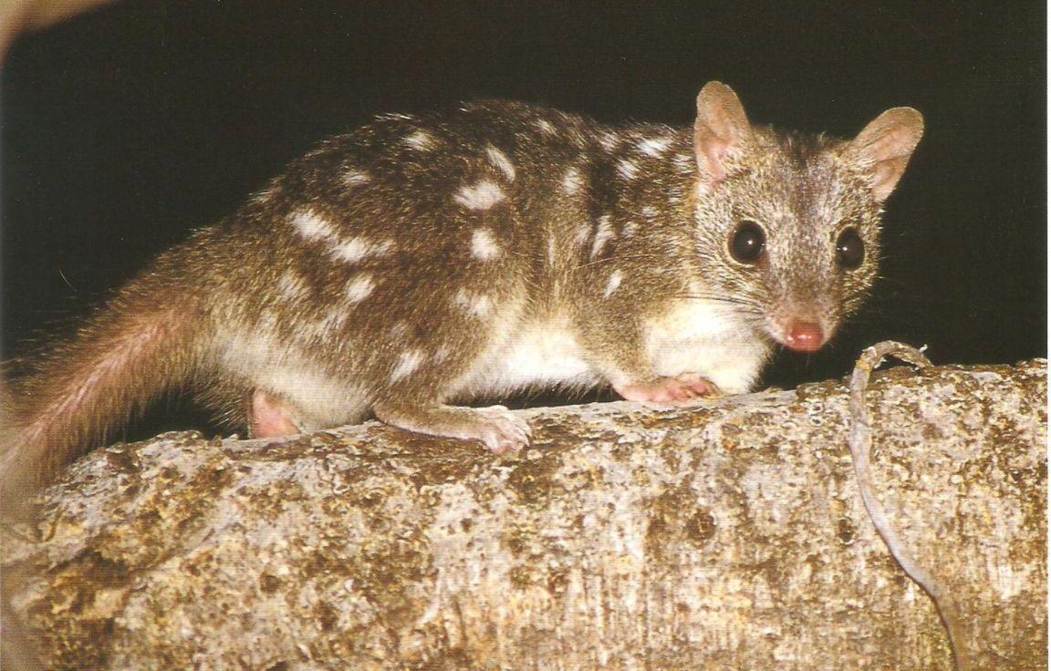 Australian Mammals Rant. Reviews and Rants