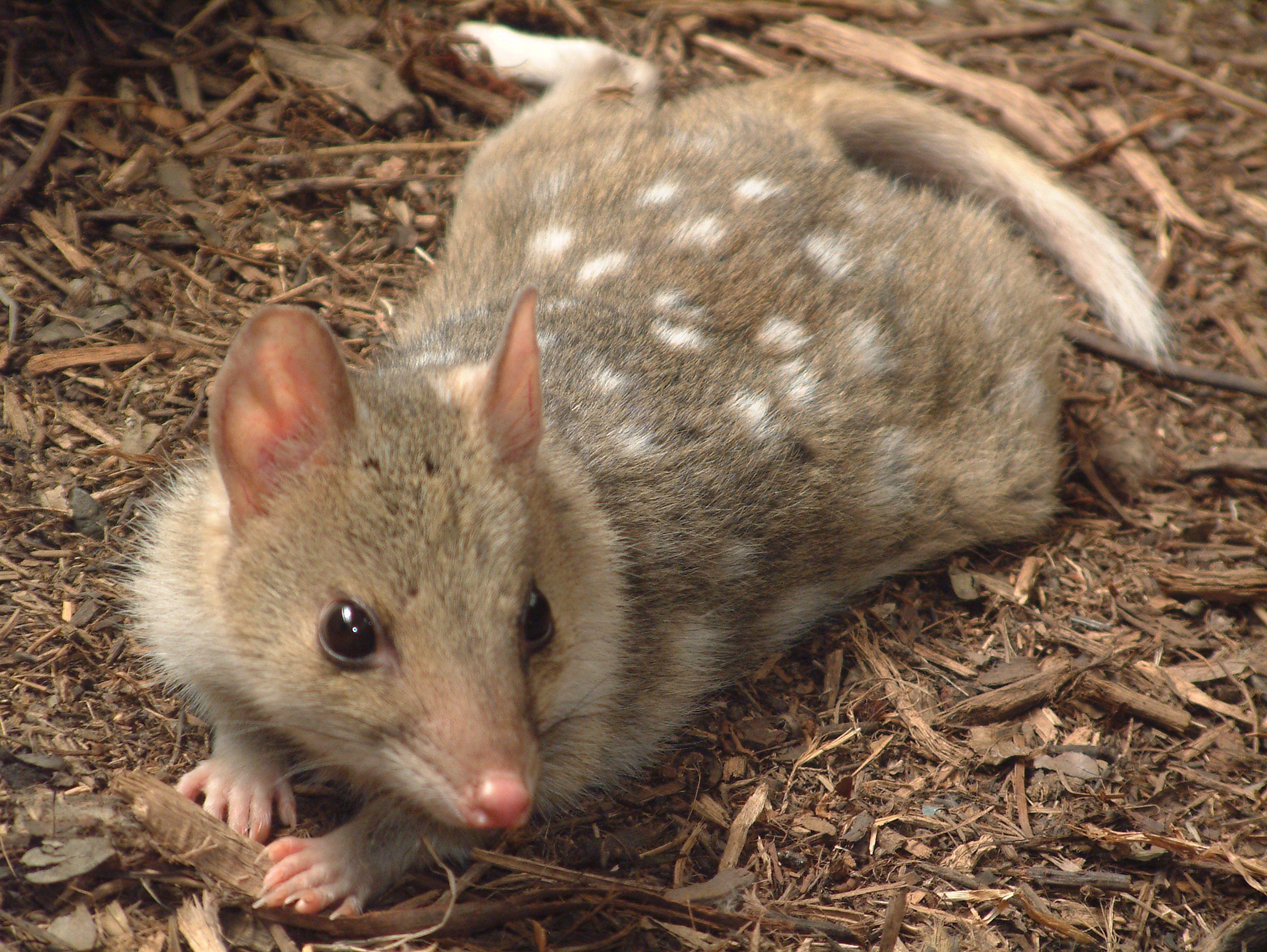 eastern quoll. Eastern quoll. Wildlife. Animal