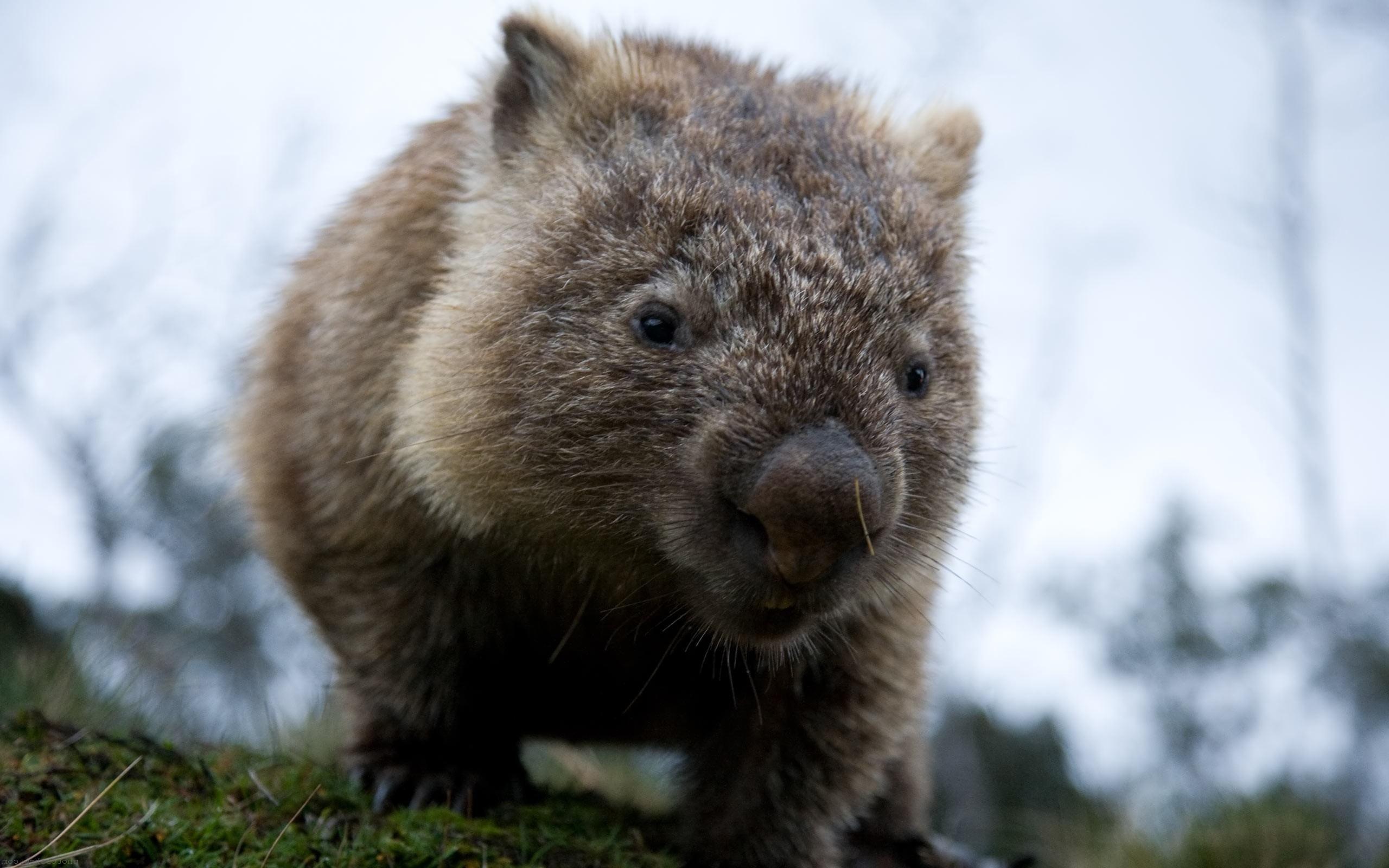 Download free #wombat #Wallpaper. Animal Wallpaper