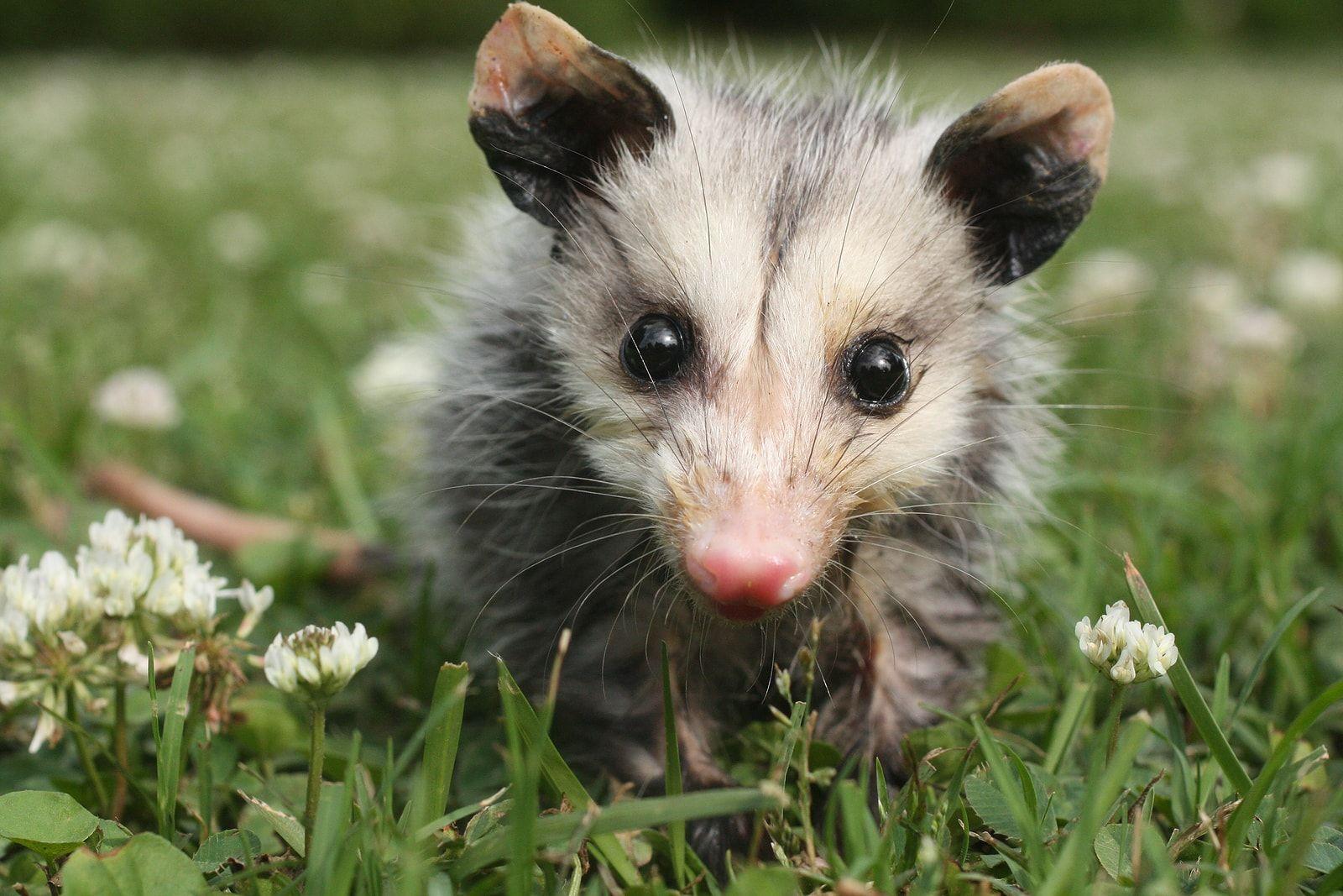 Download A Small Possum Is Playing With A Flower  Wallpaperscom