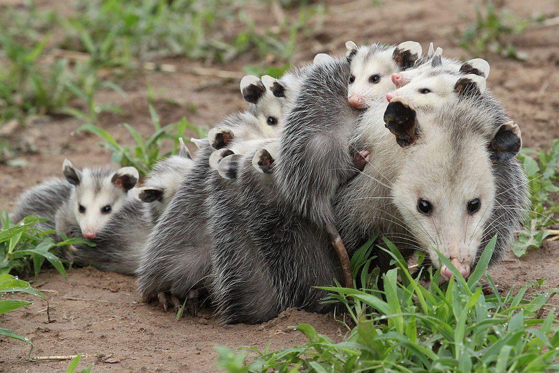 Opossum Wallpapers - Wallpaper Cave