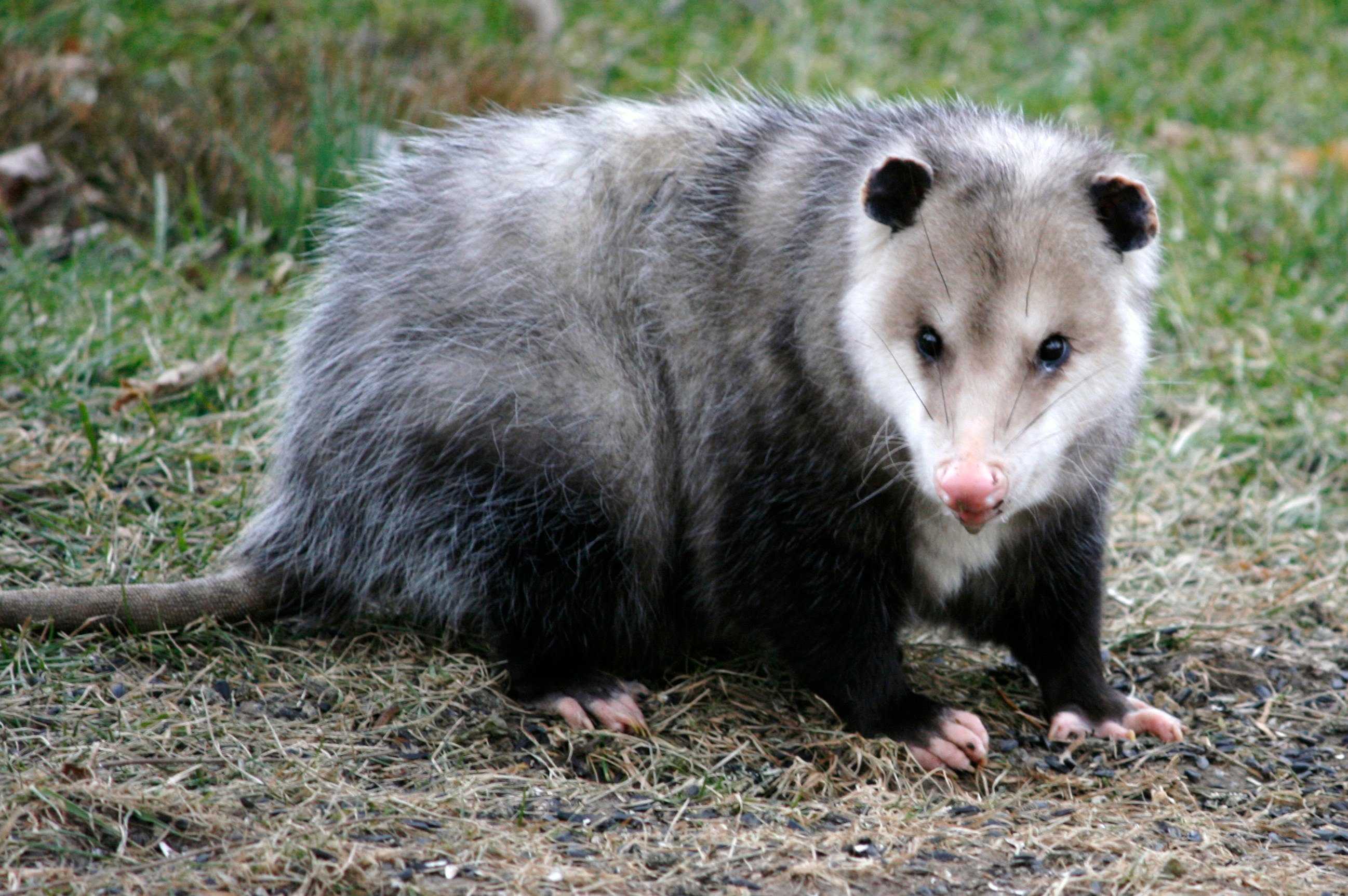 Opossum Wallpapers - Wallpaper Cave